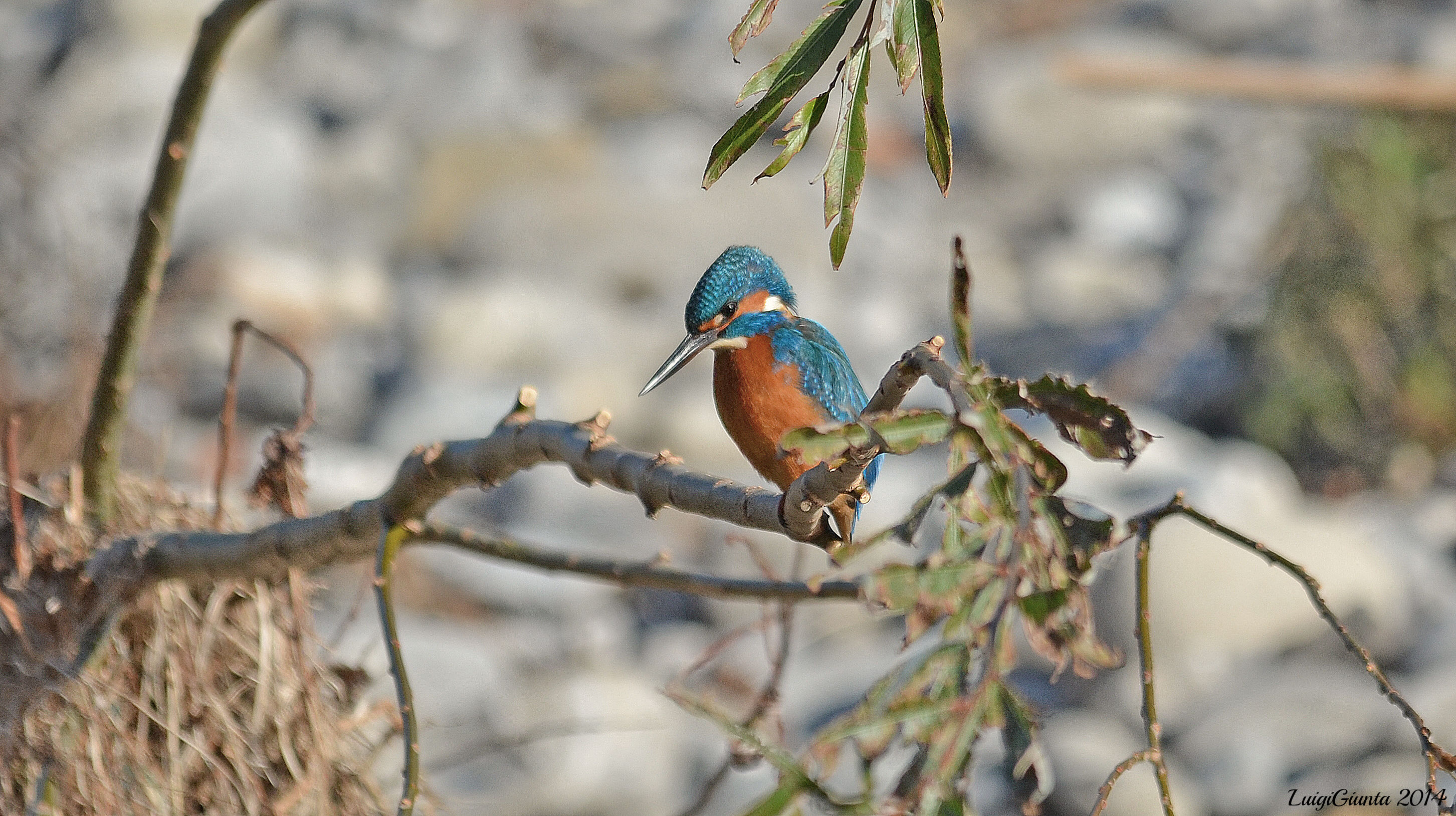 kingfisher