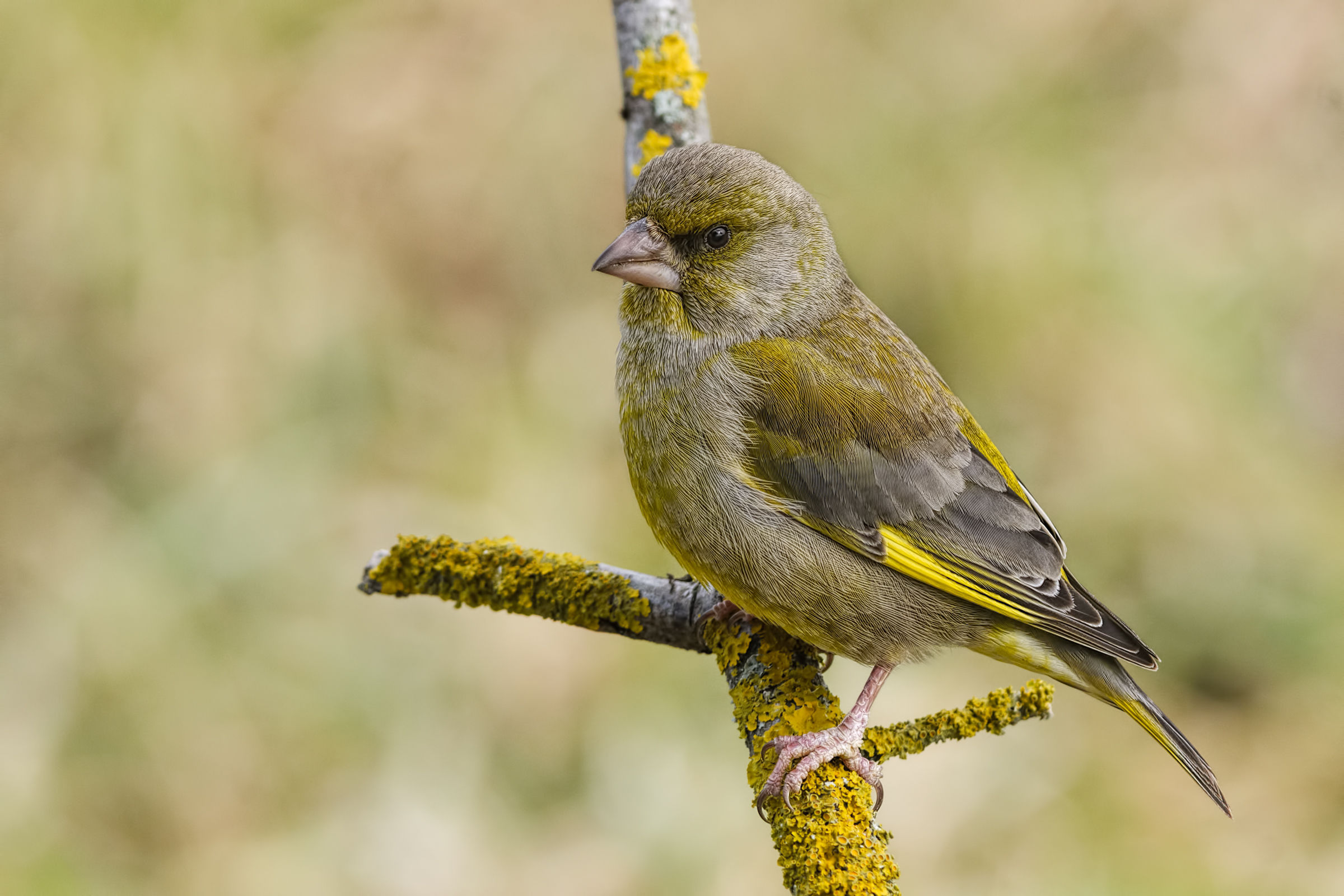 Greenfinch (Chloris chloris)