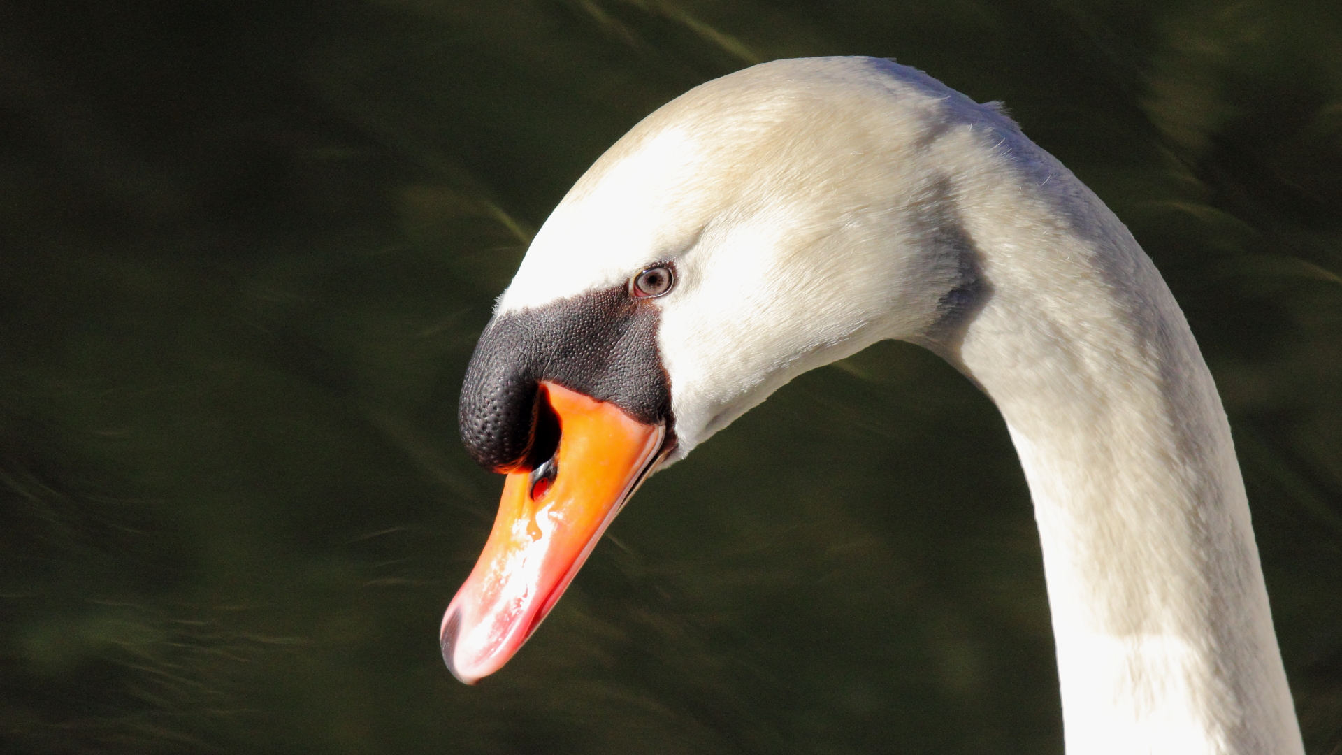 What is he thinking?