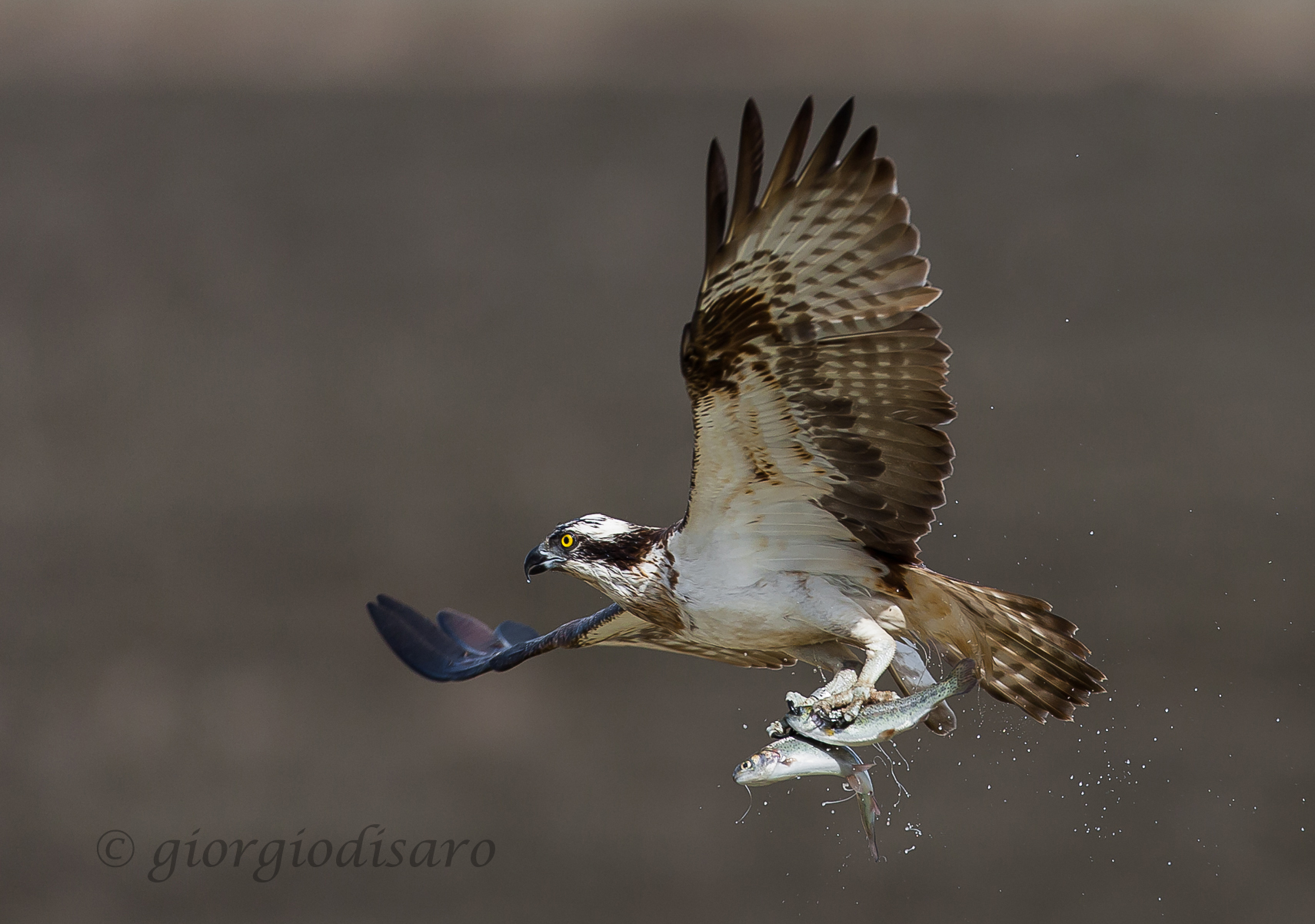 Falco pescatore fortunato