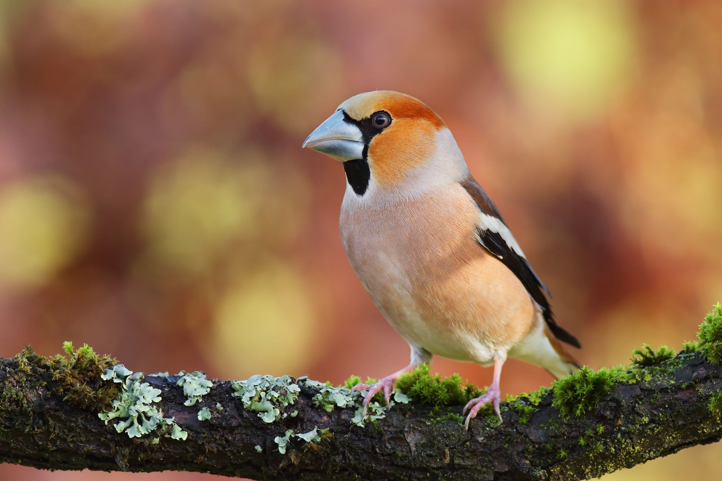 Hawfinch