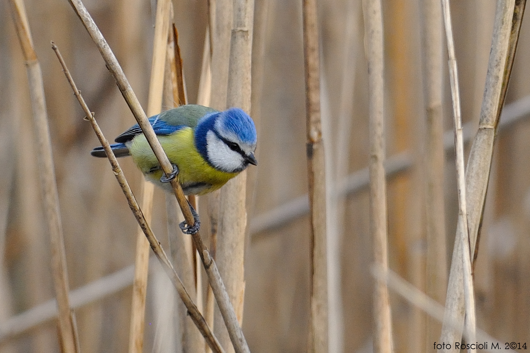 Blue Tit