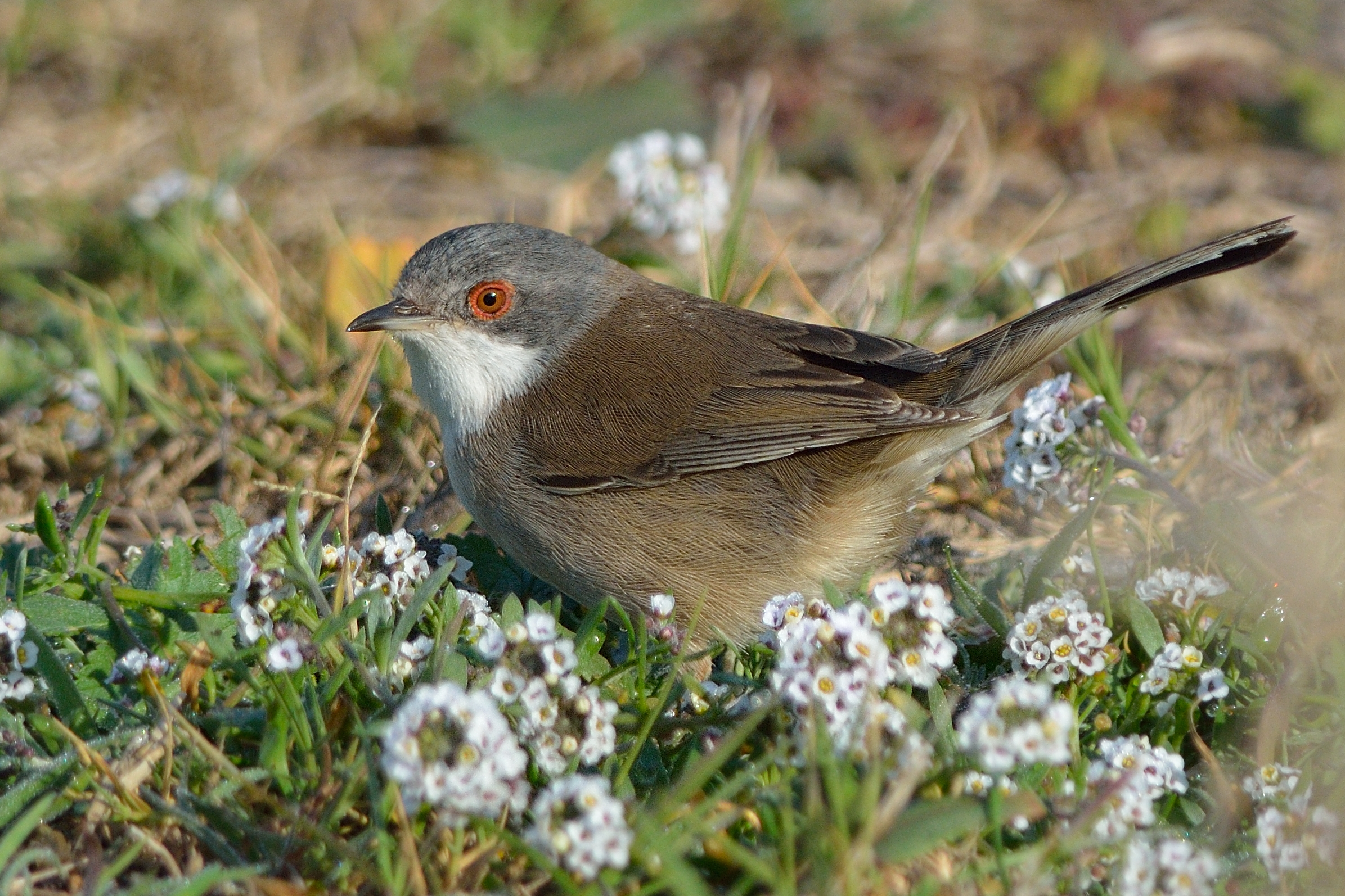 Sardinian Warbler female