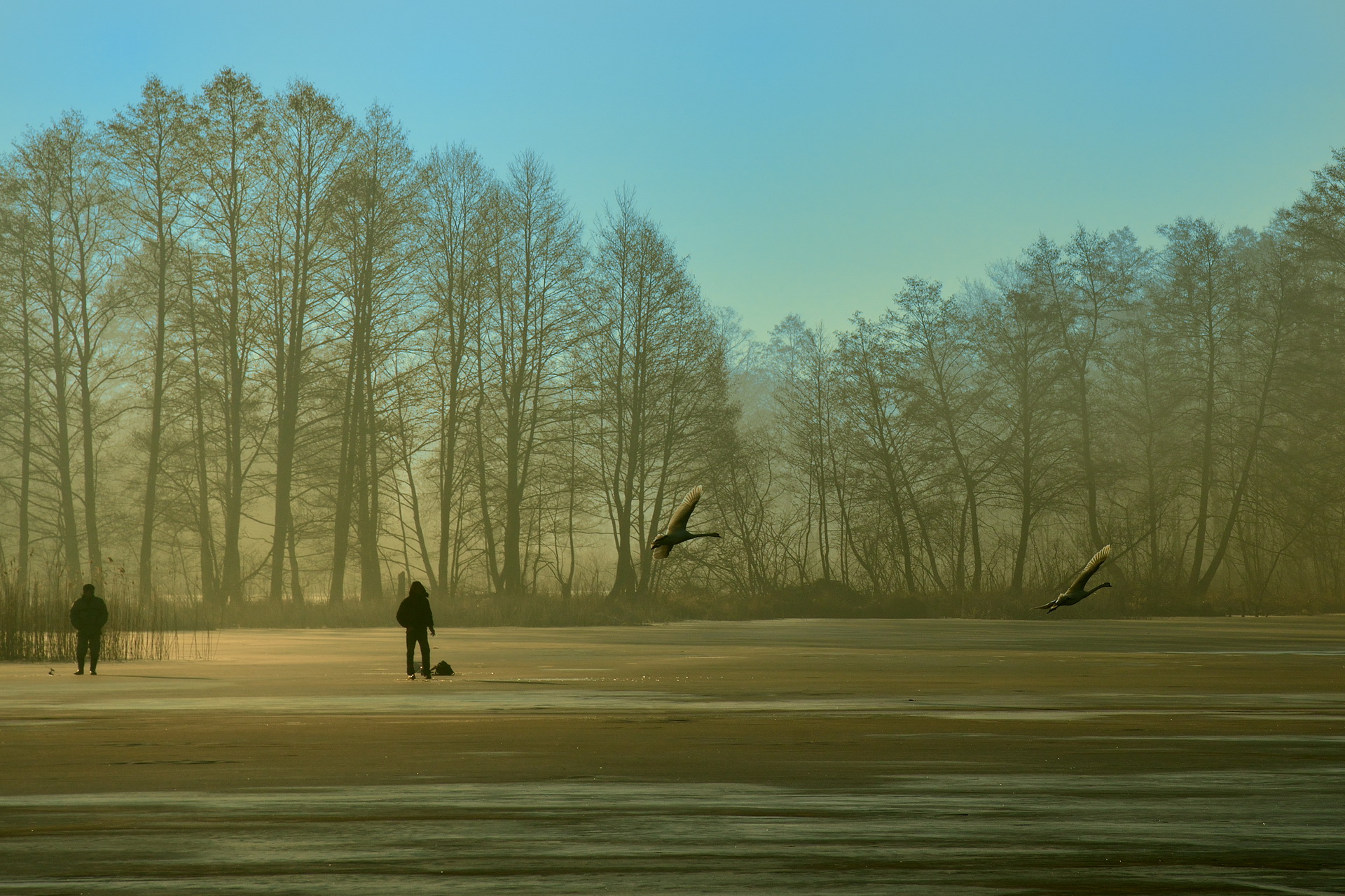 I mendicanti e i cigni