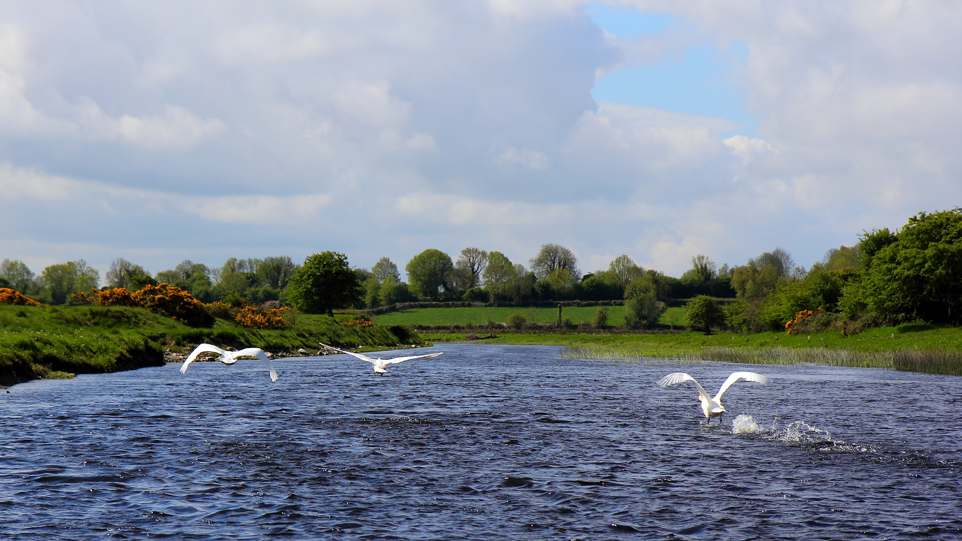 The swans fly in Ireland