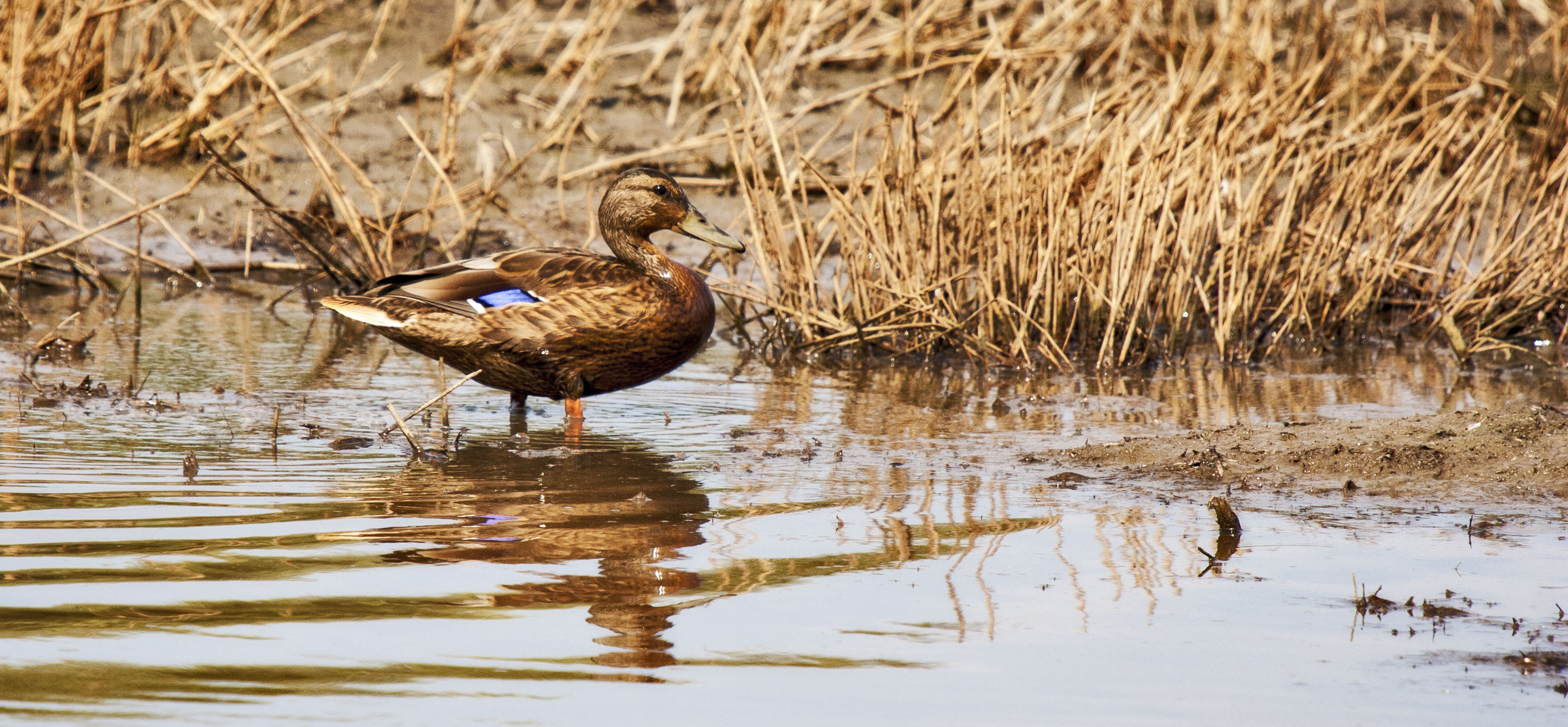 Mallard in flight
