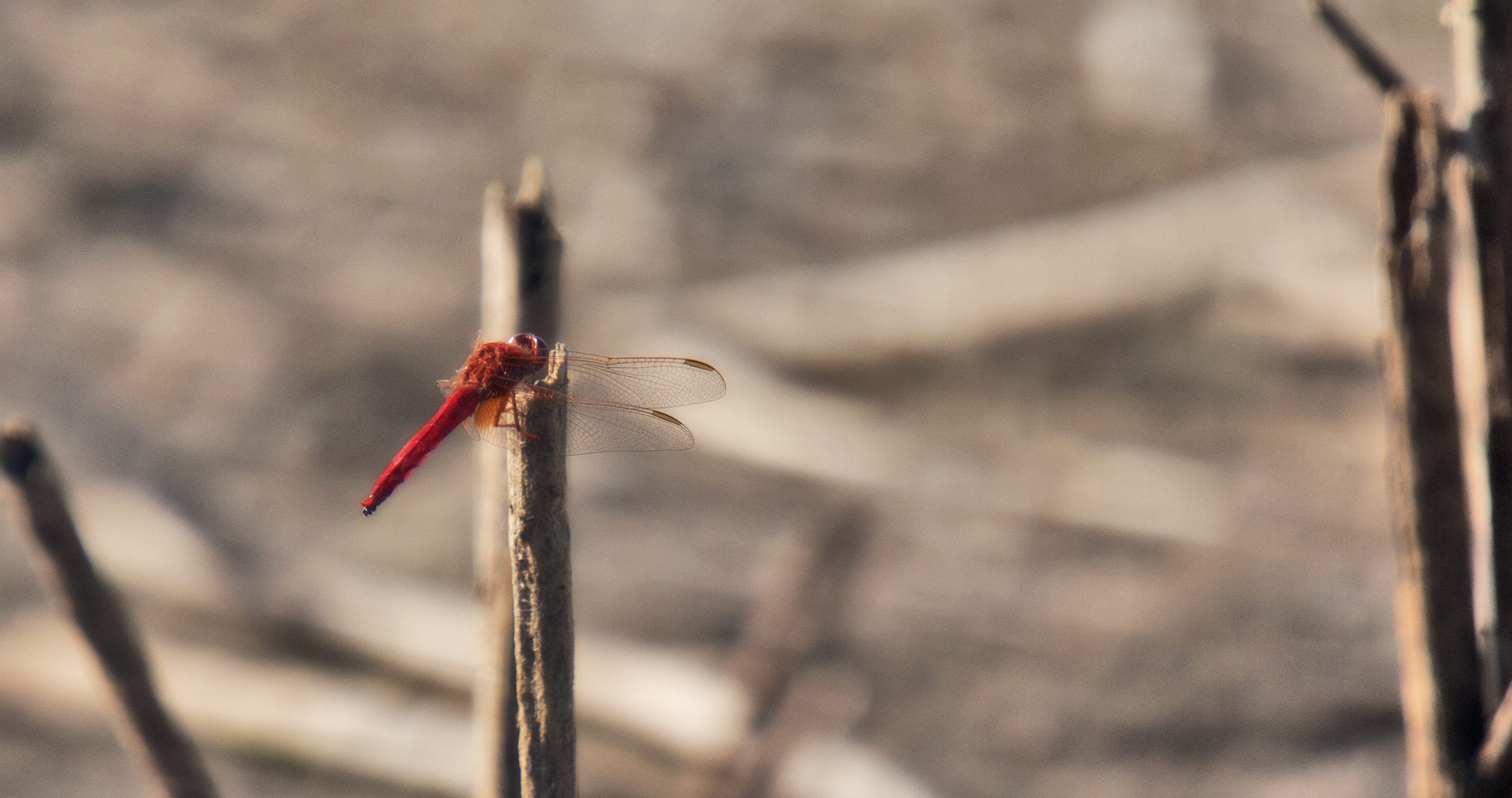 Red Dragonfly