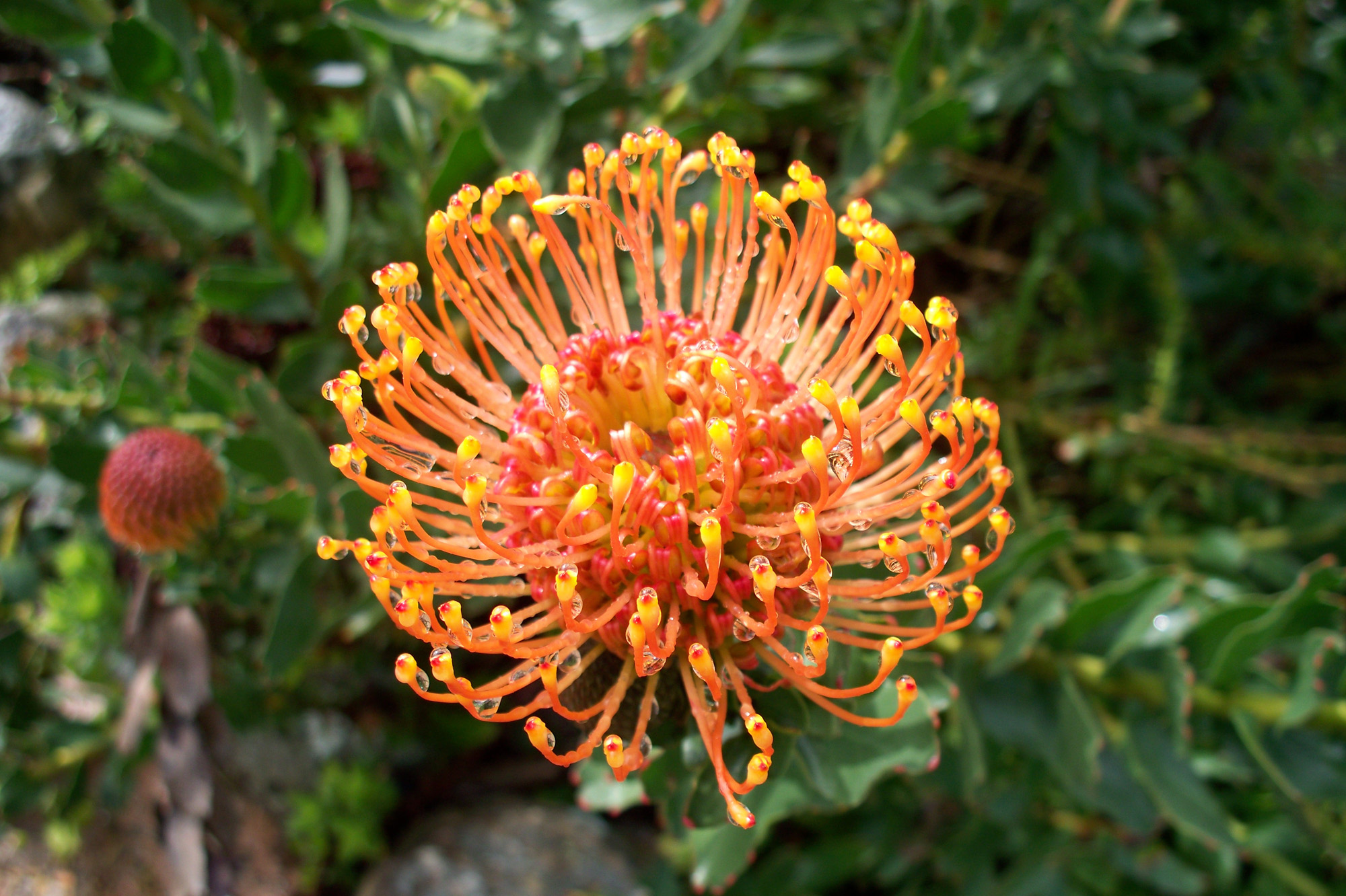 Red pincushion