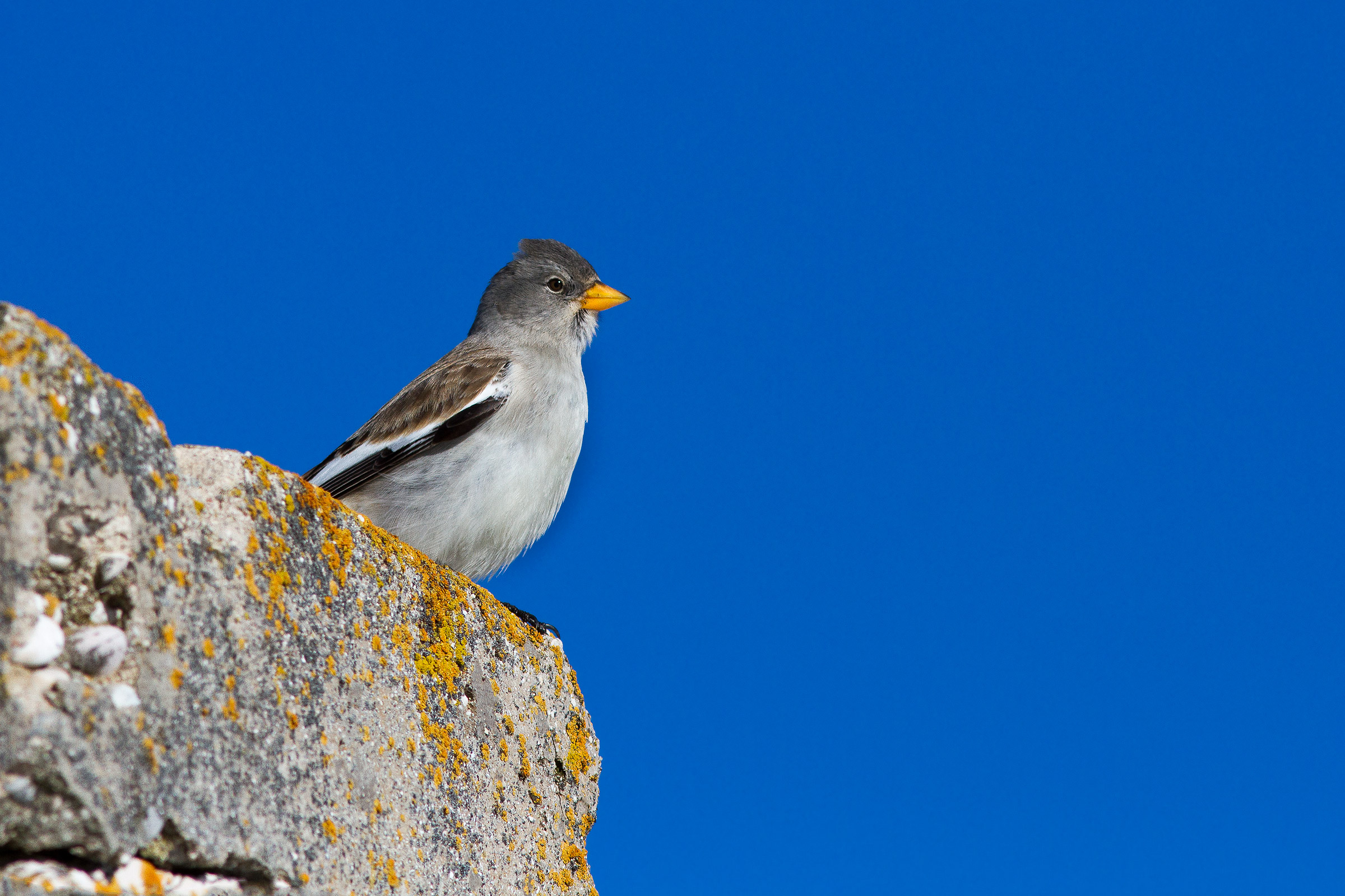 La piccola vedetta Fringuello Alpino