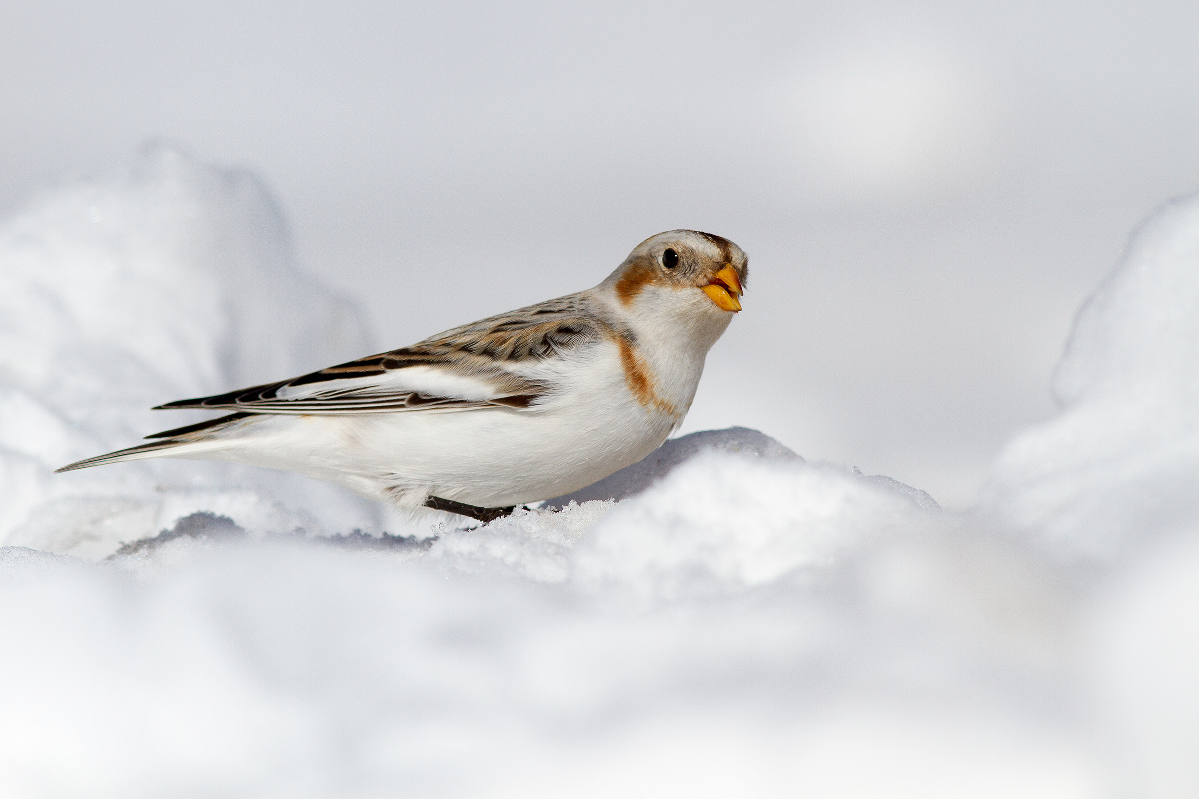 Ziggolo of the Snows