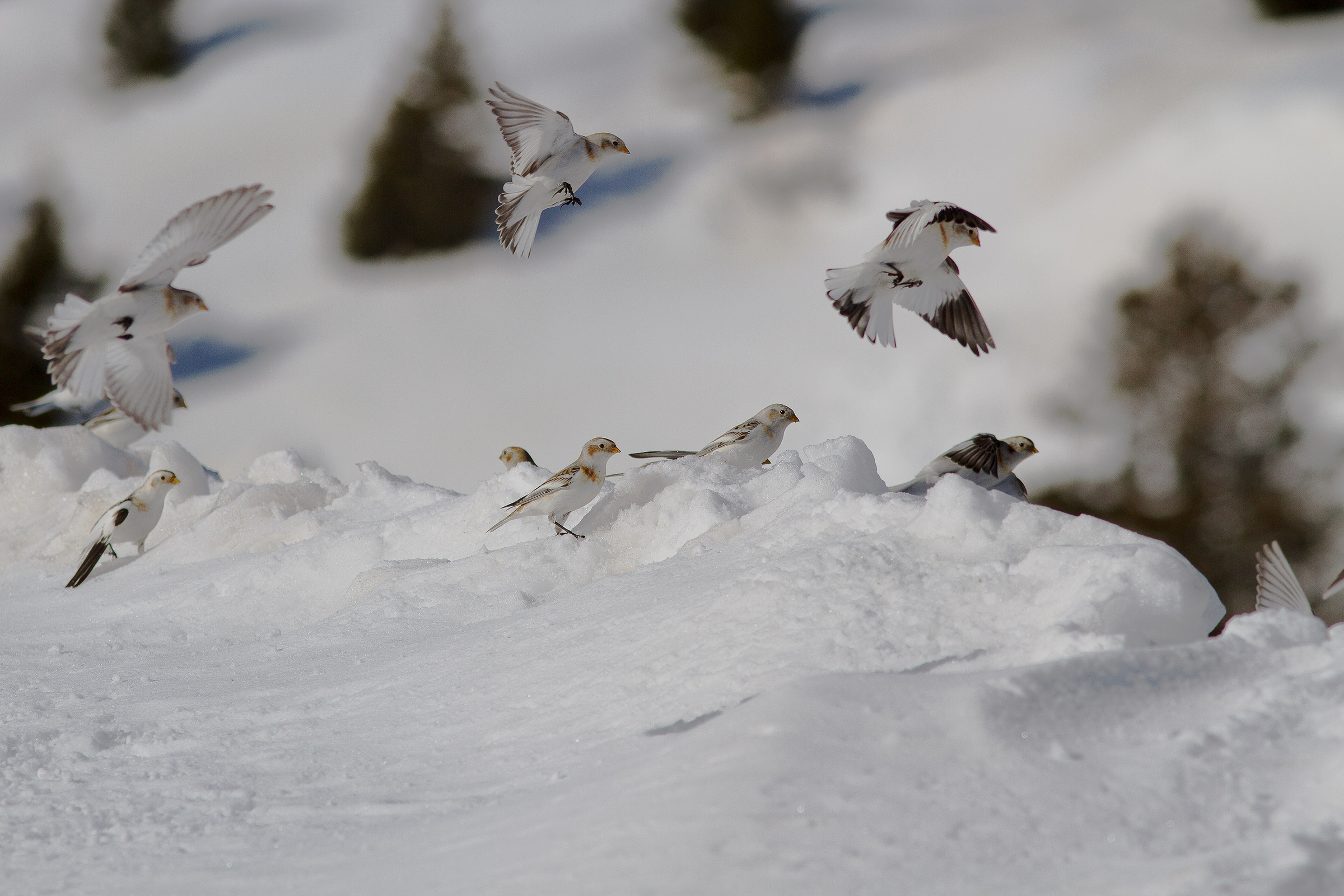 Landing Zigoli delle nevi