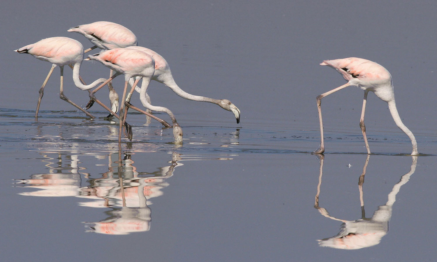 Sub adult flamingos