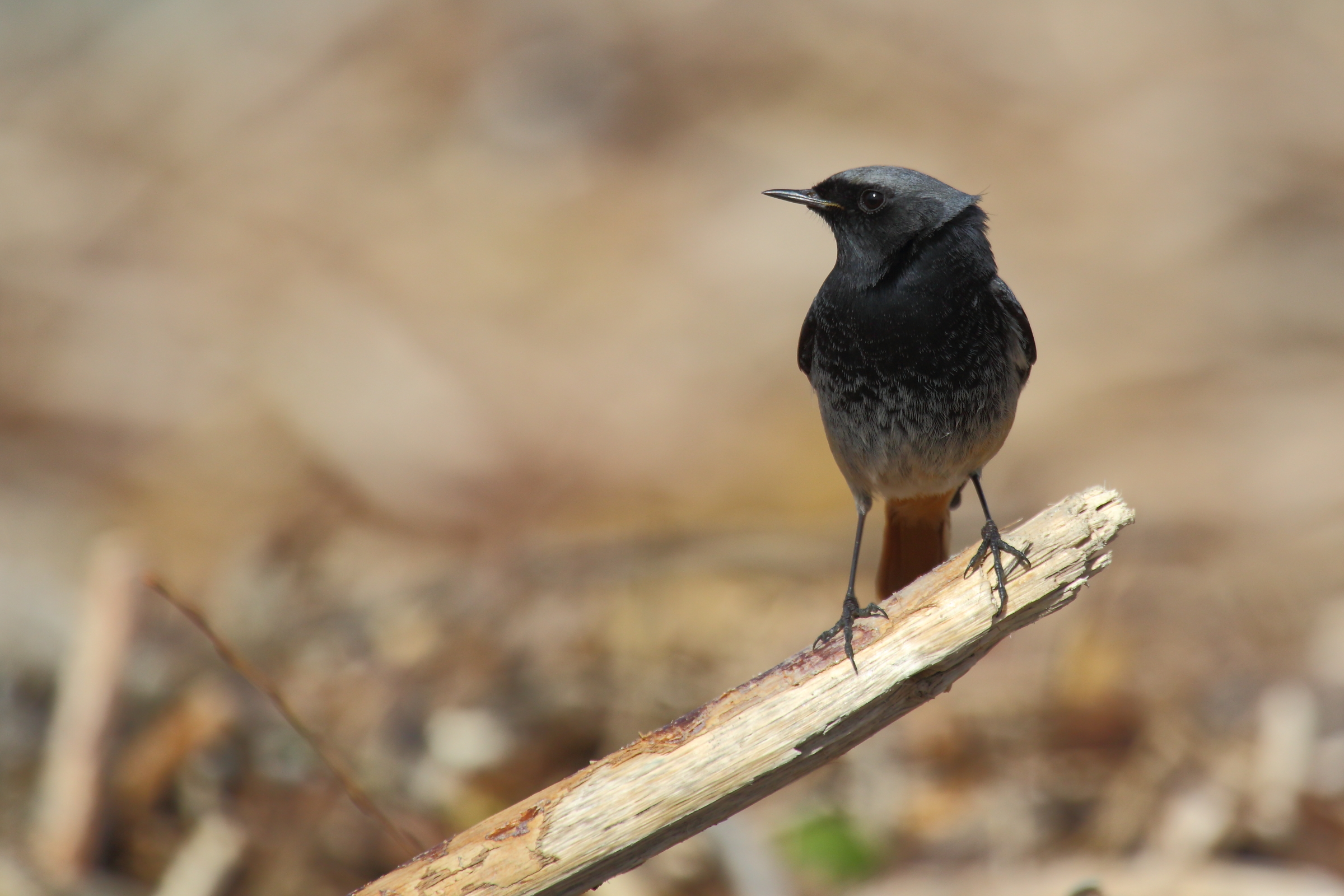 Codirosso spazzacamino