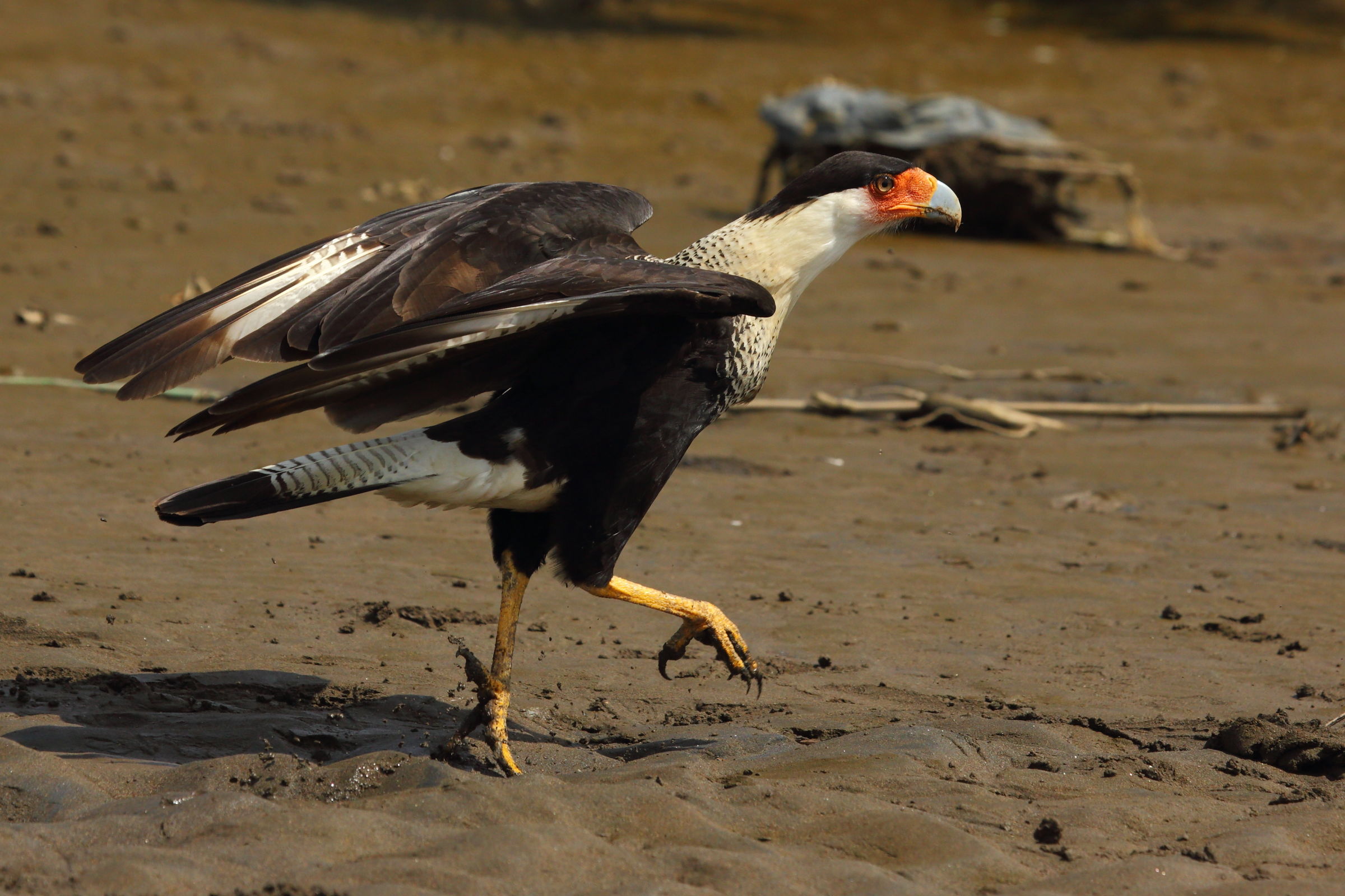 Lo scatto del Caracara