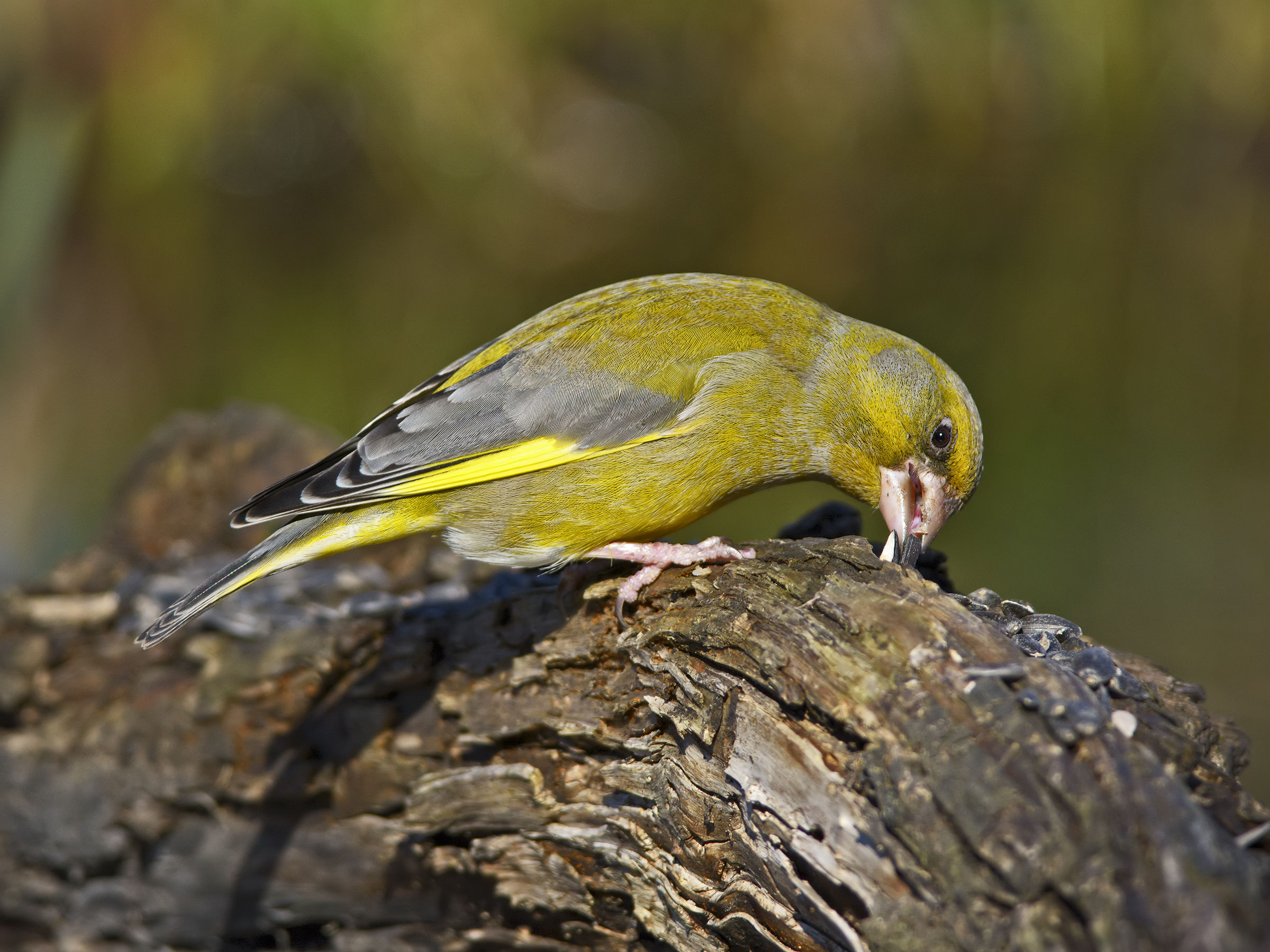 greenfinch