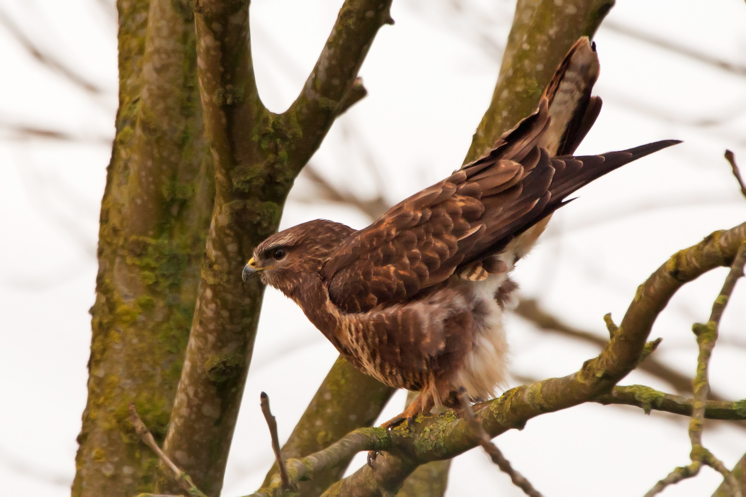 Buzzard