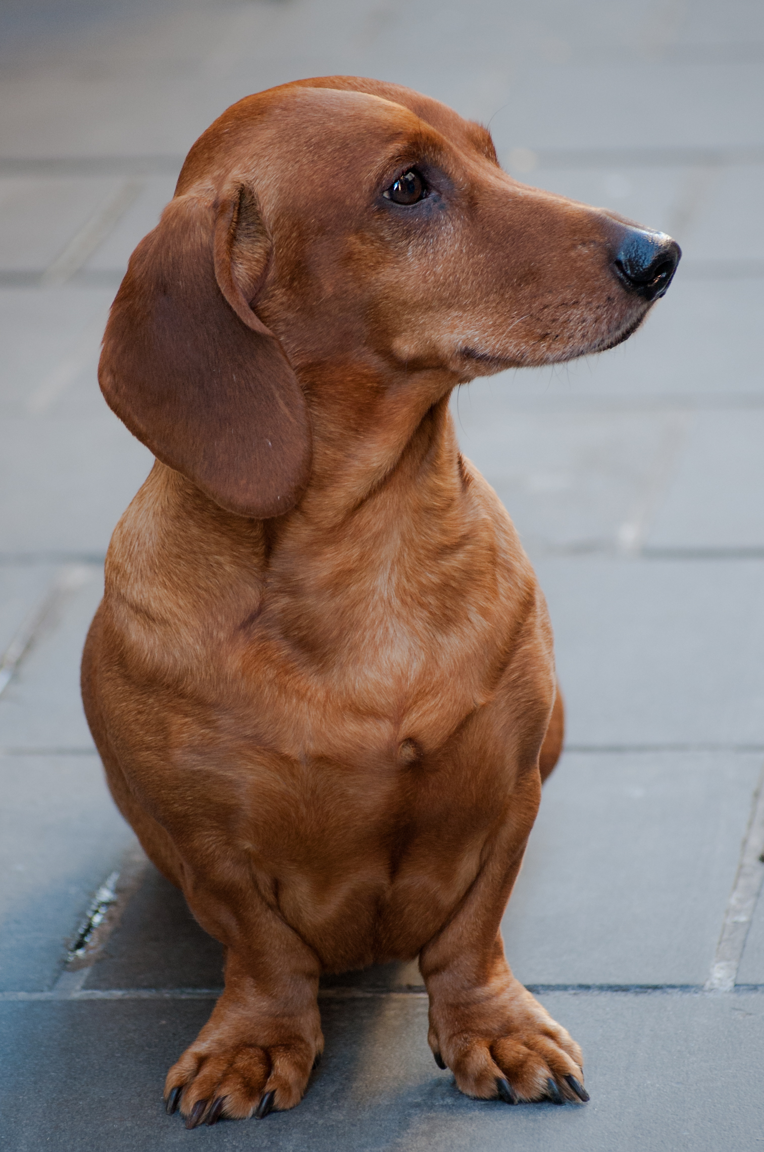Cosè che fà chel-lì?