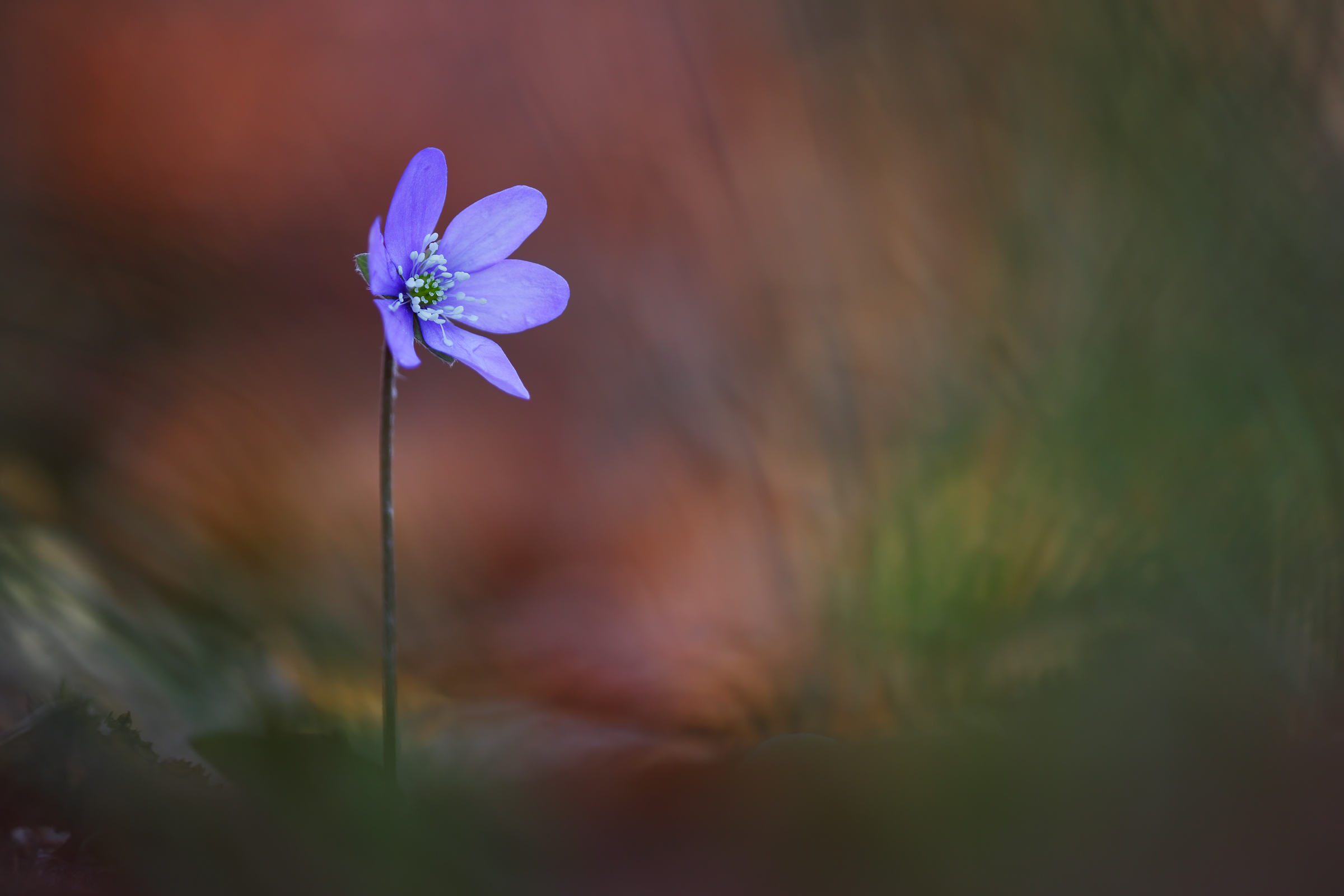 Hepatica nobilis