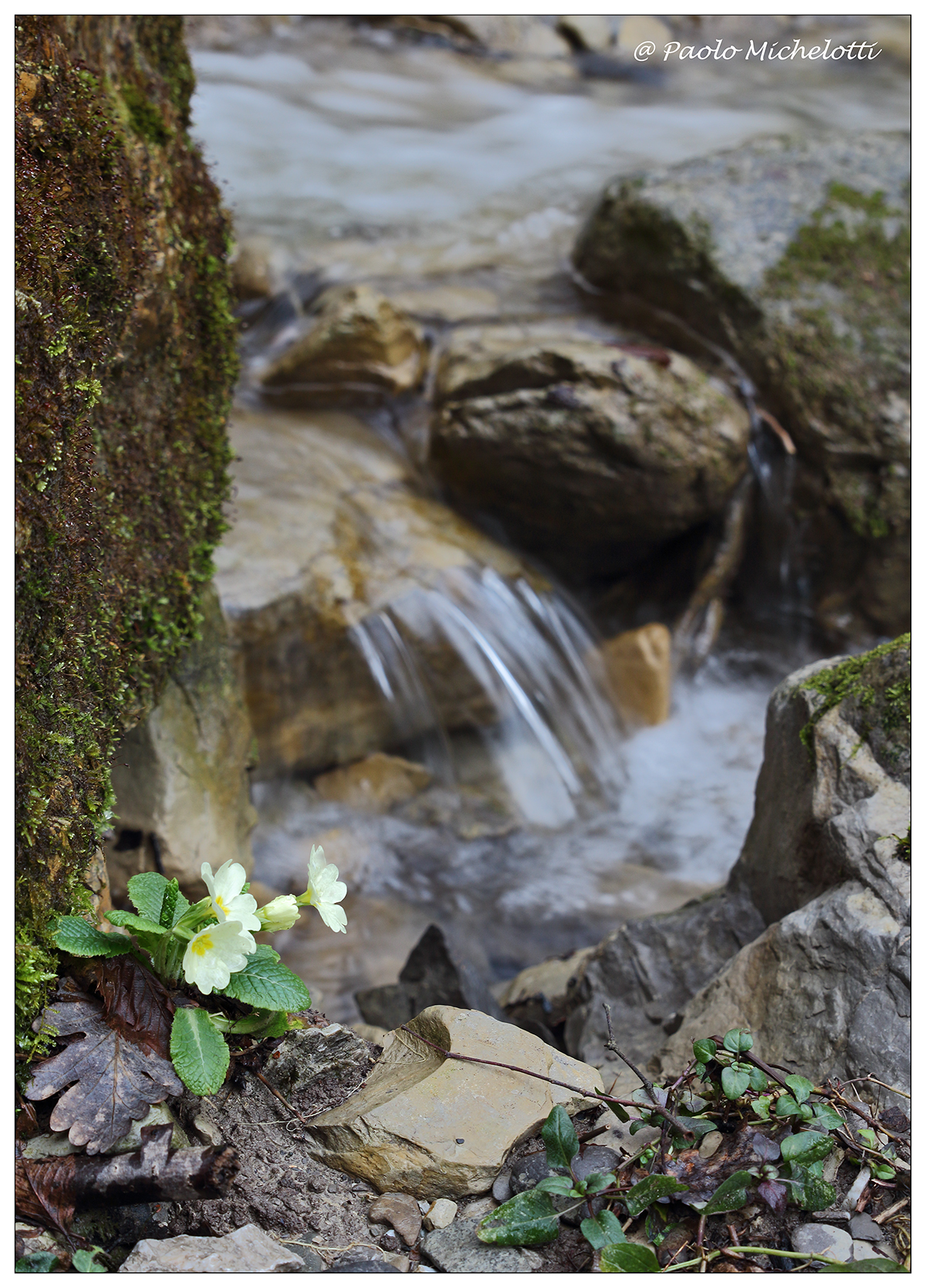 Primula (marzo 2014)