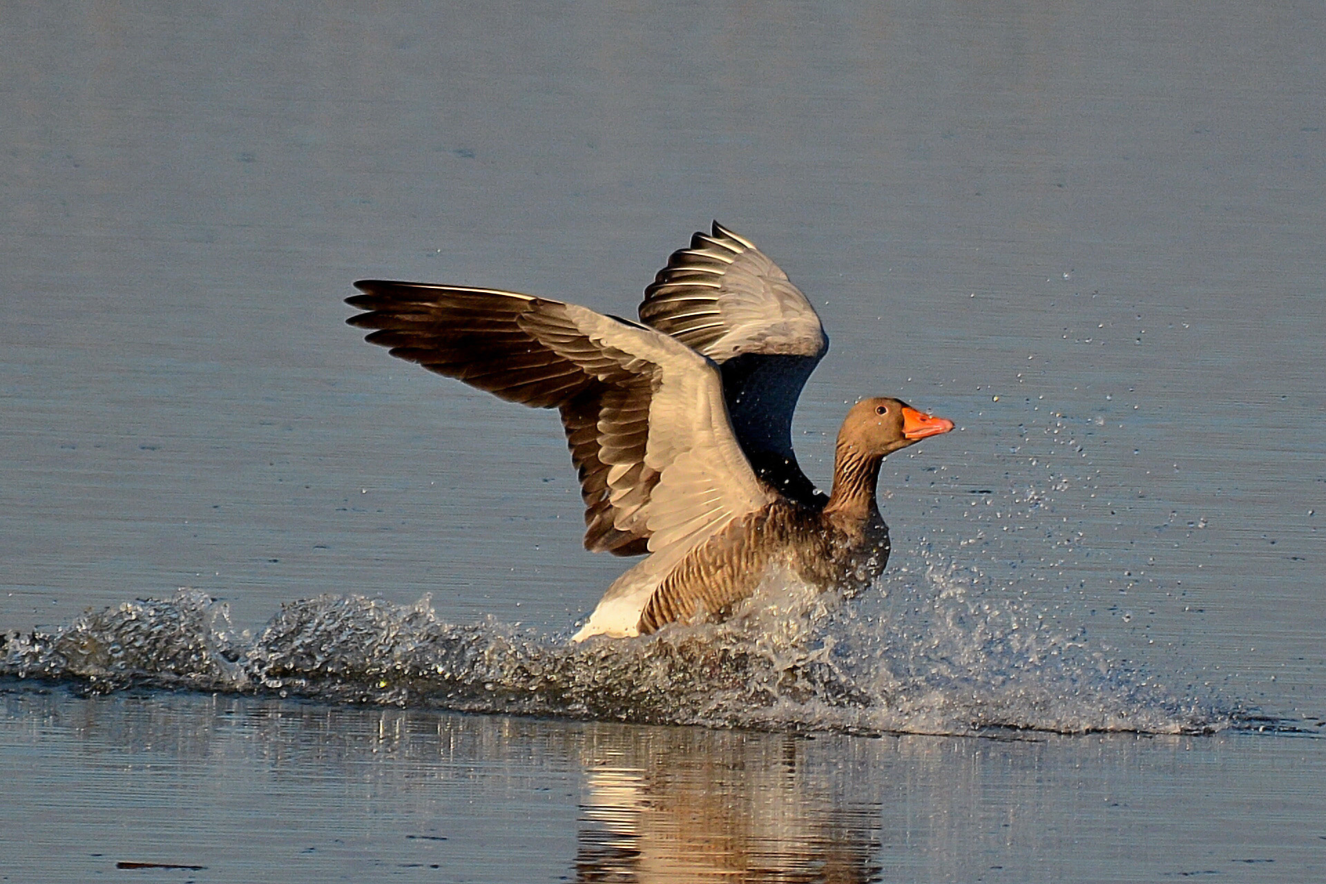 Oca selvatica in atterraggio
