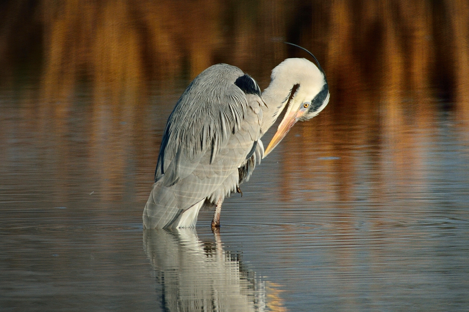 Grey Heron