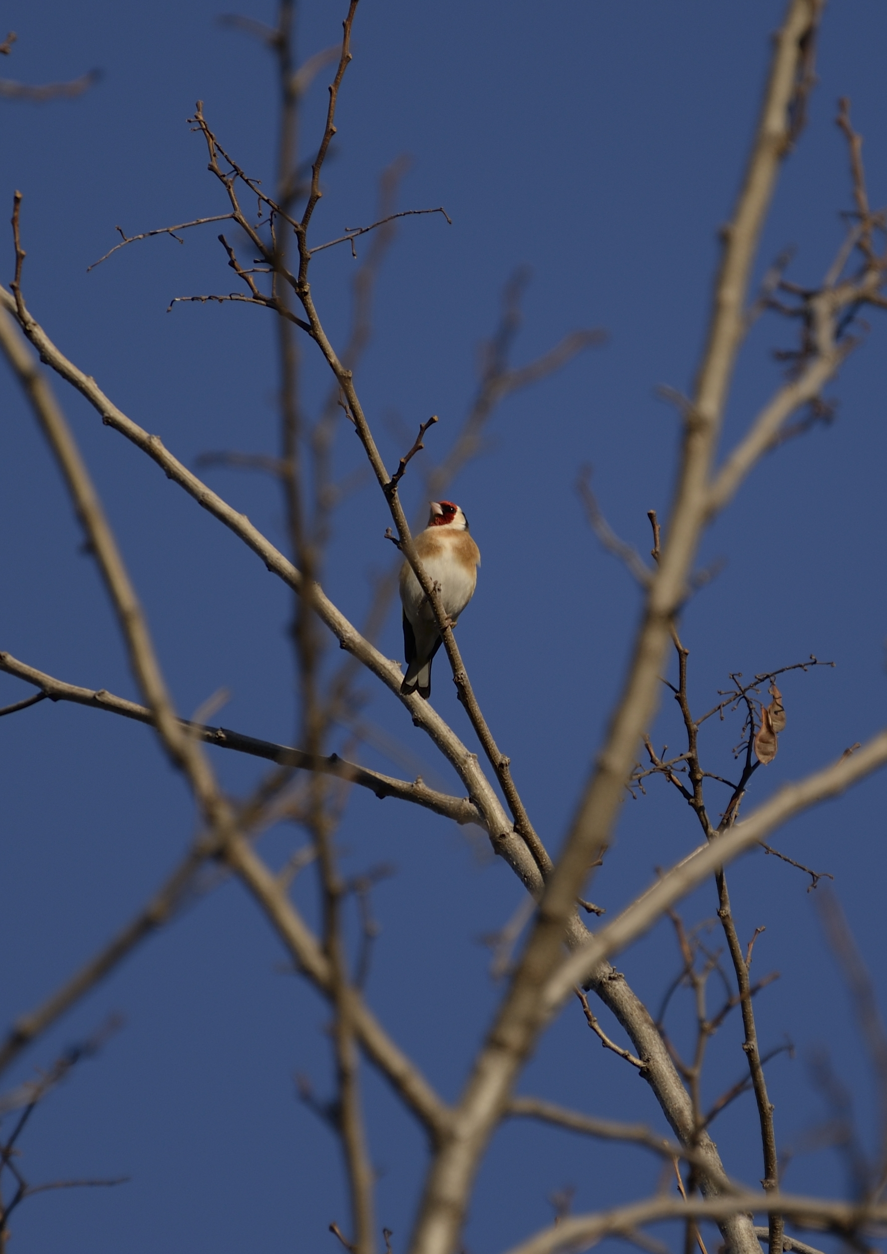 Goldfinch