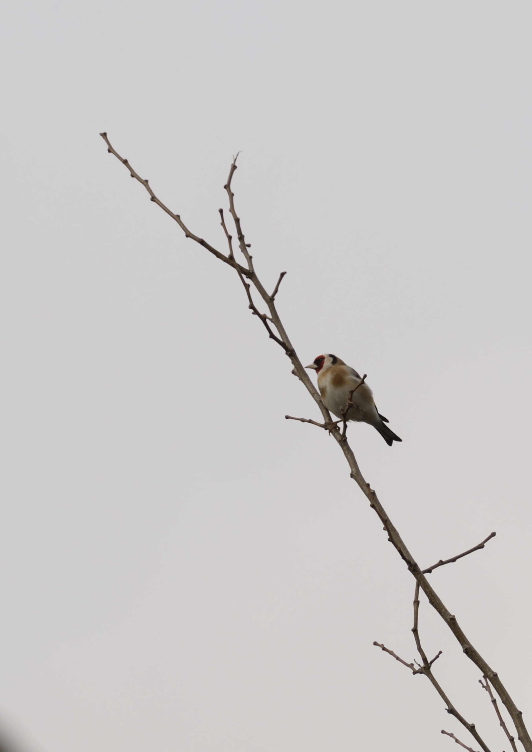 Goldfinch