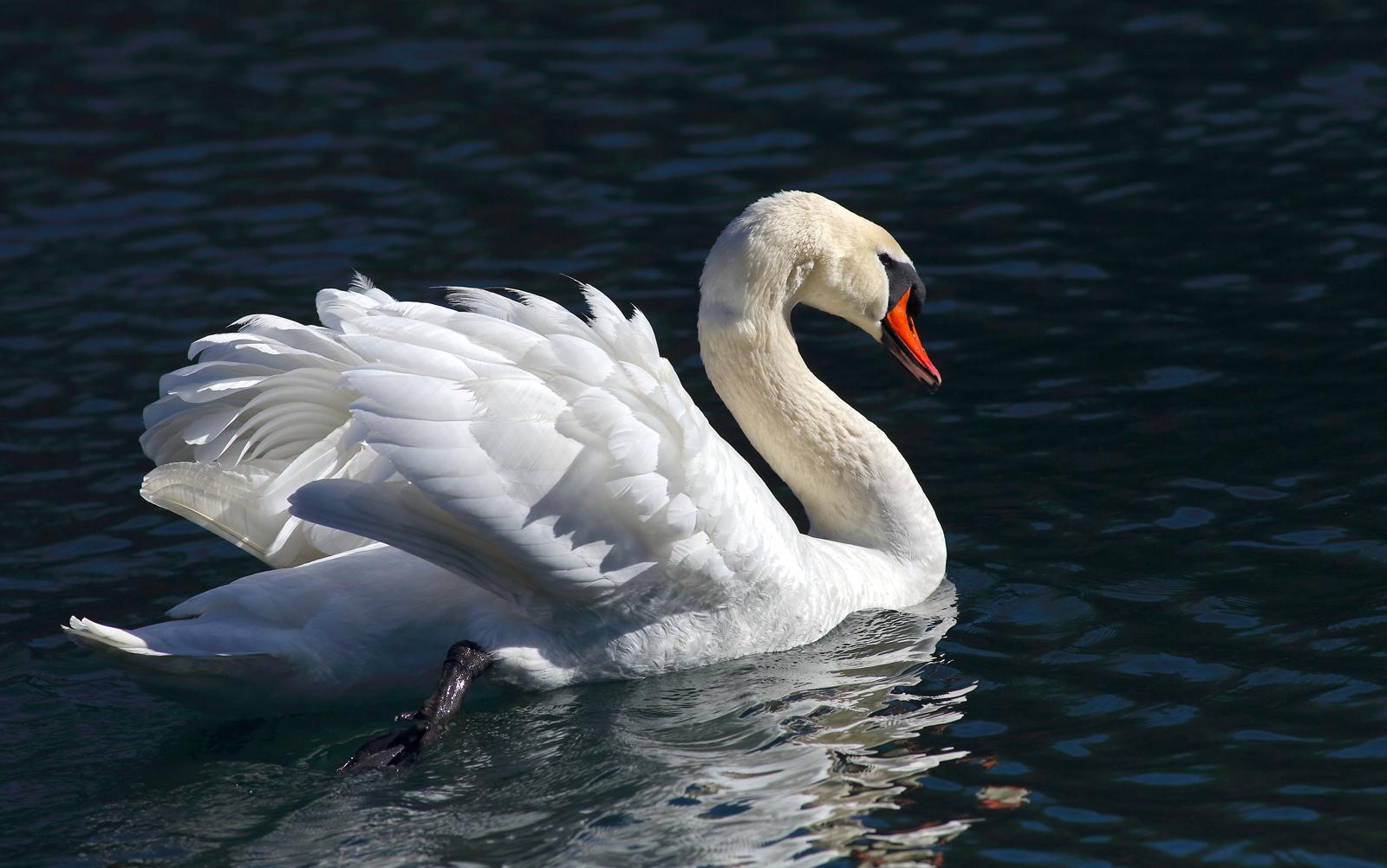 Eleganza nel piumaggio