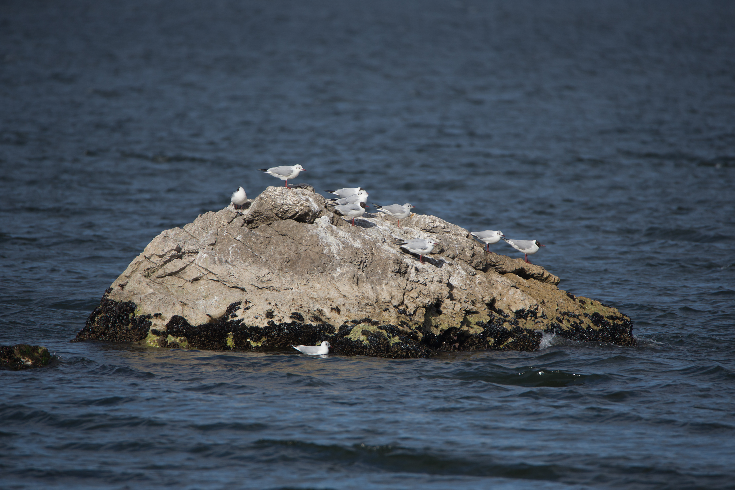 Scoglio populated 600mm