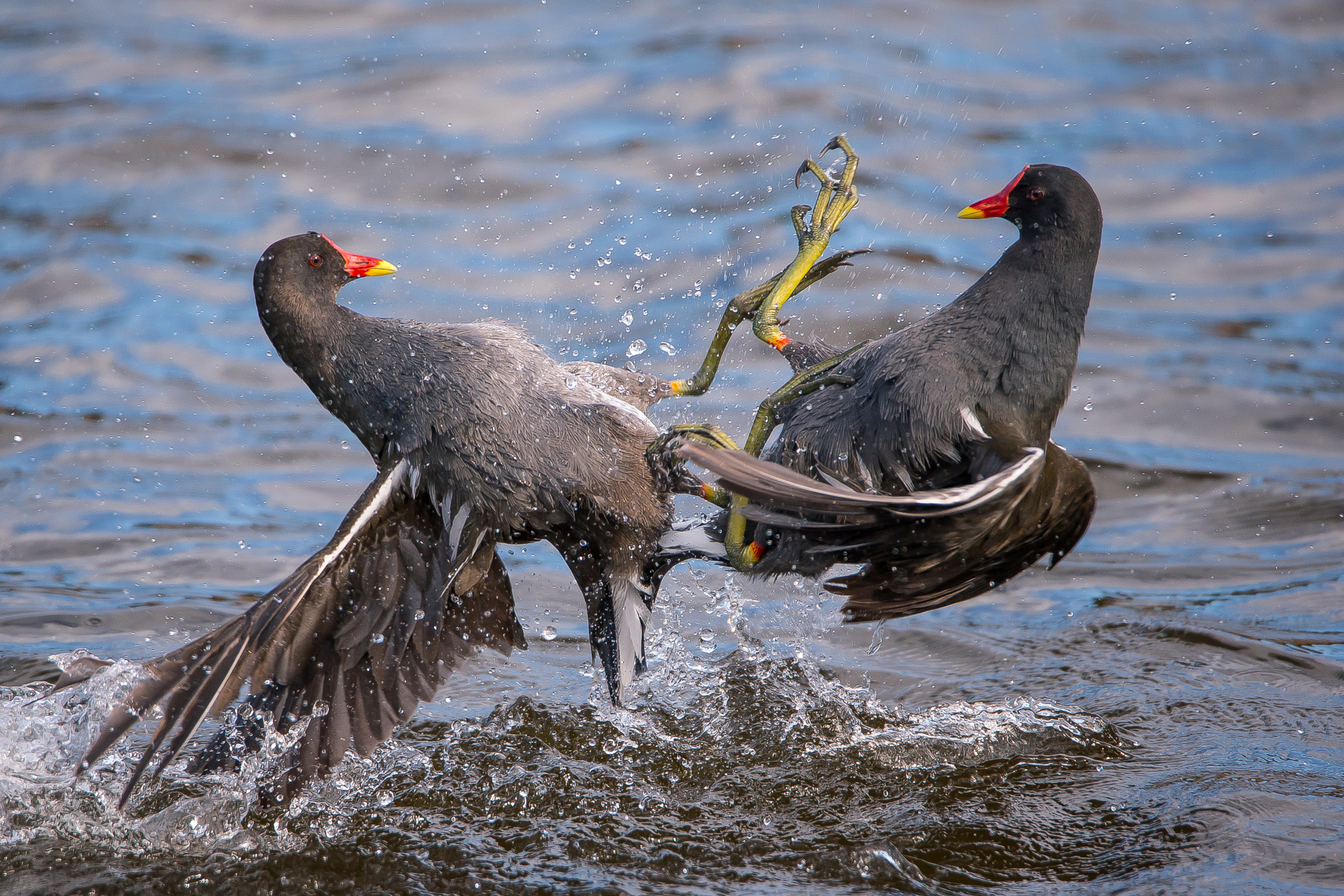 Duello tra gallinelle