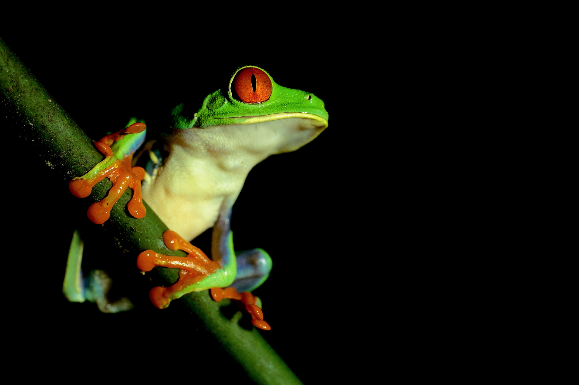 Rana dagli occhi rossi