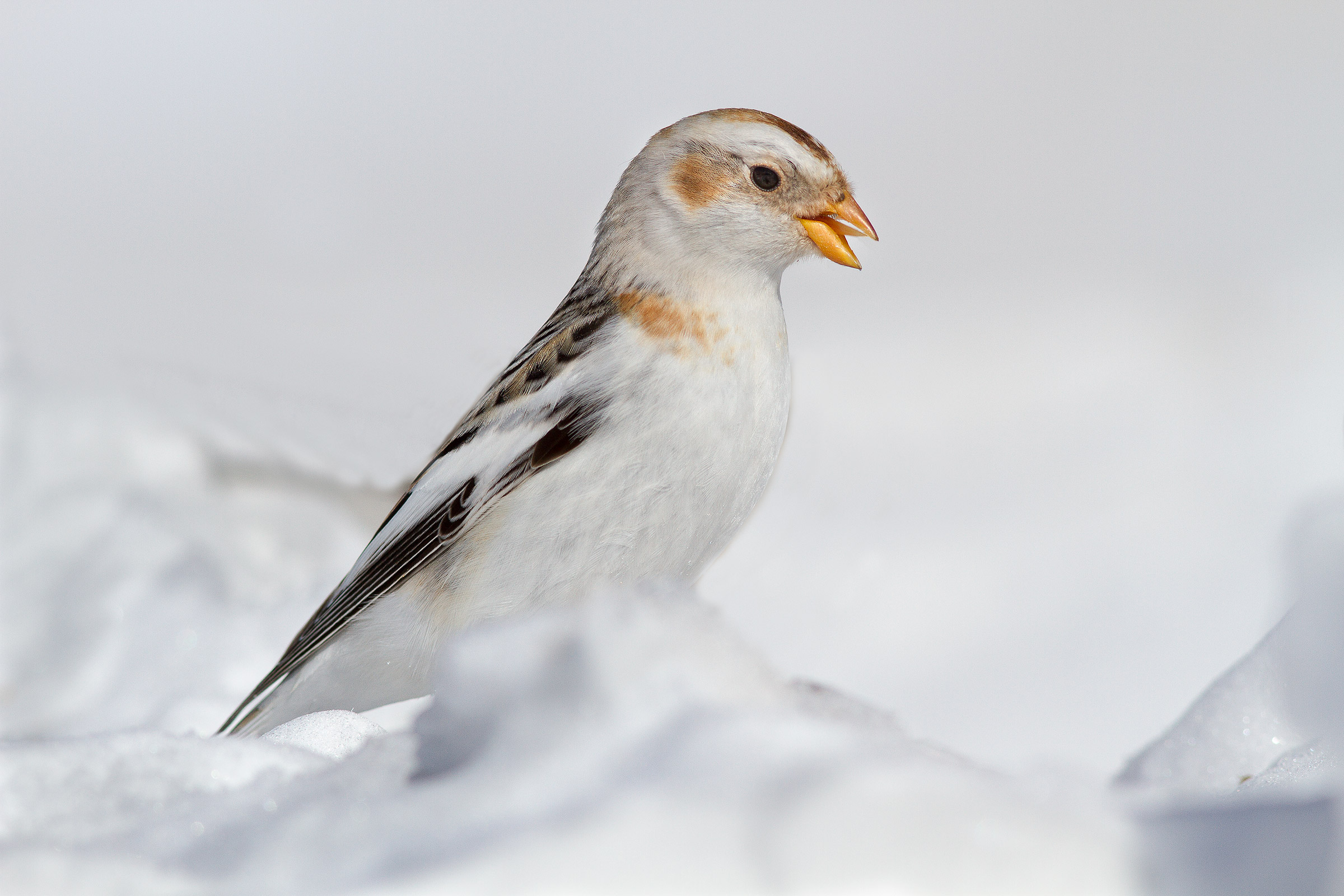 Zigolo delle Nevi (Spernacchiatore)
