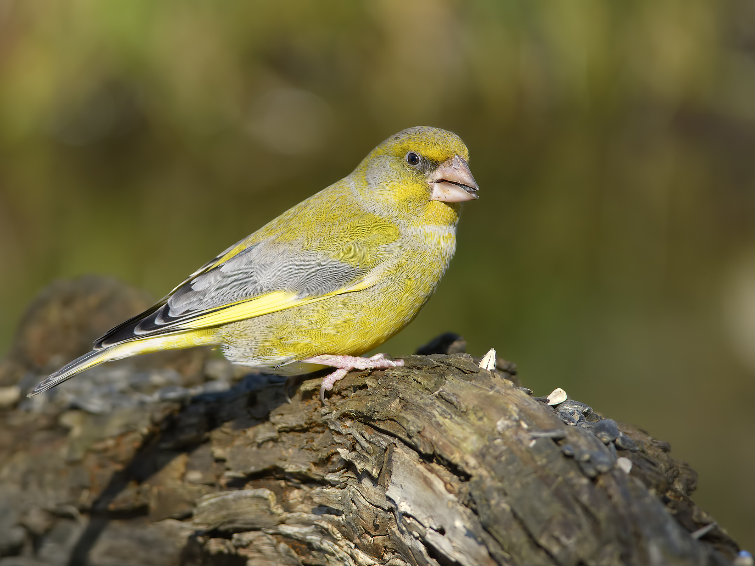 greenfinch