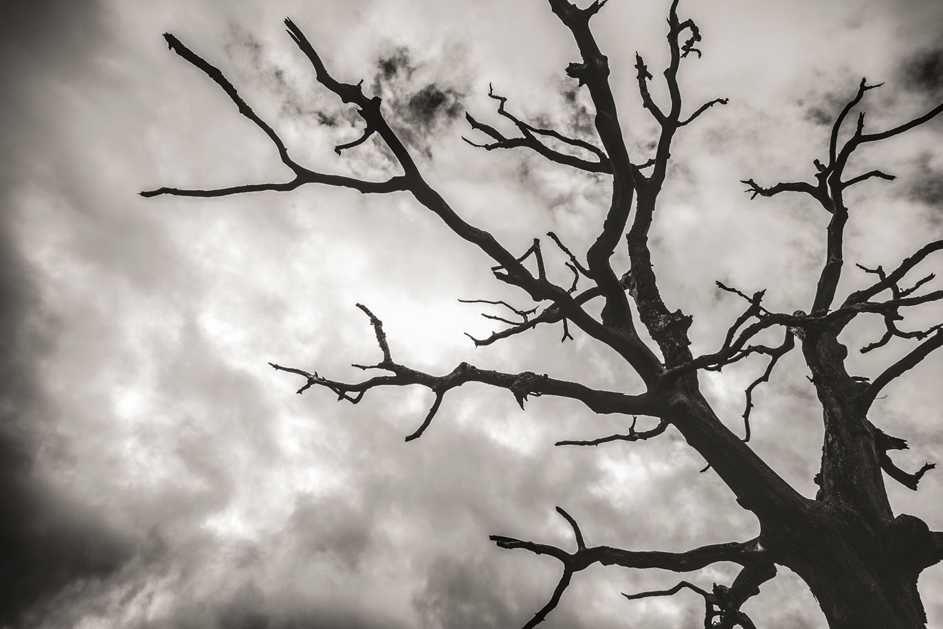L'albero dei nostri giorni