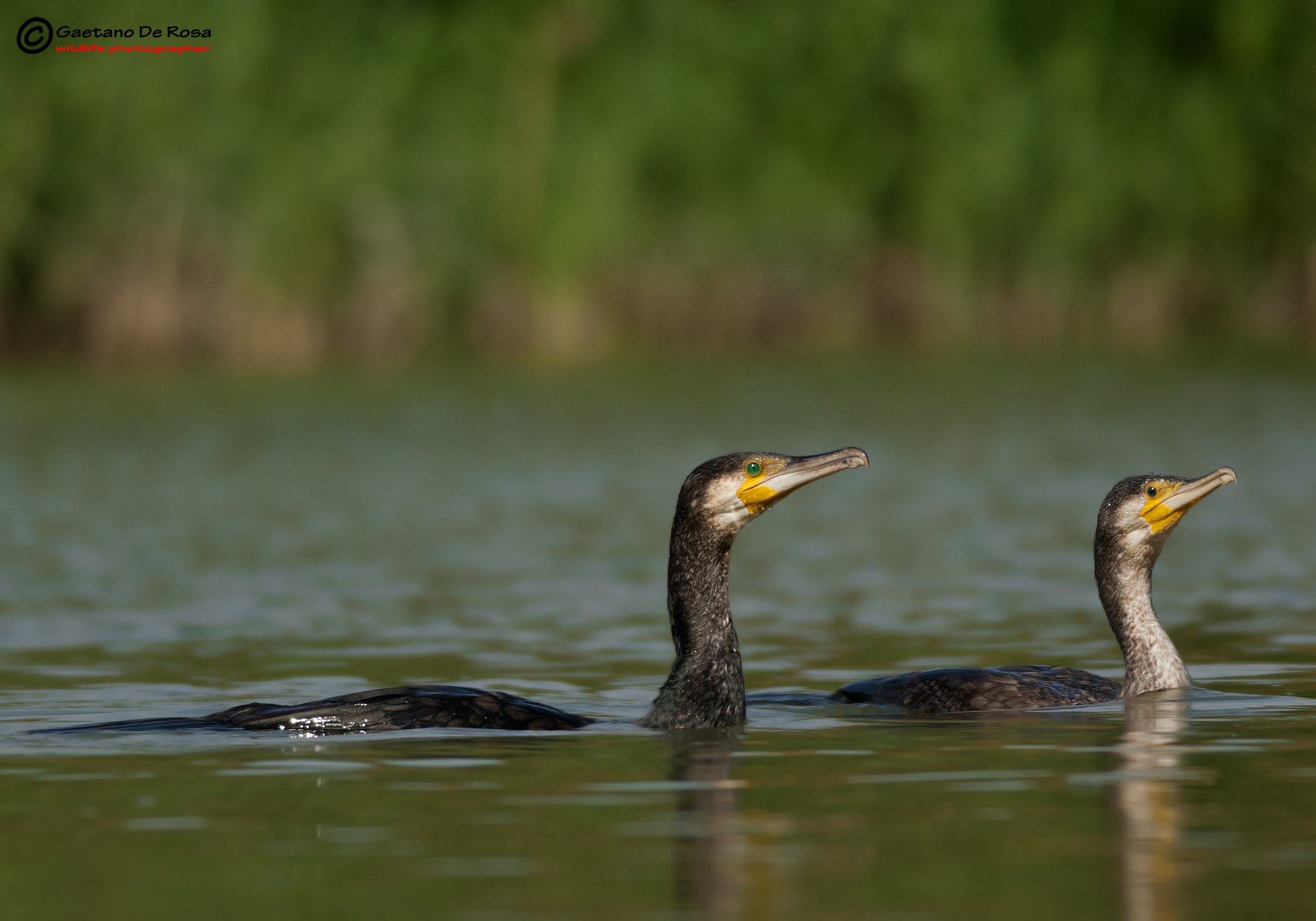 Cormorants