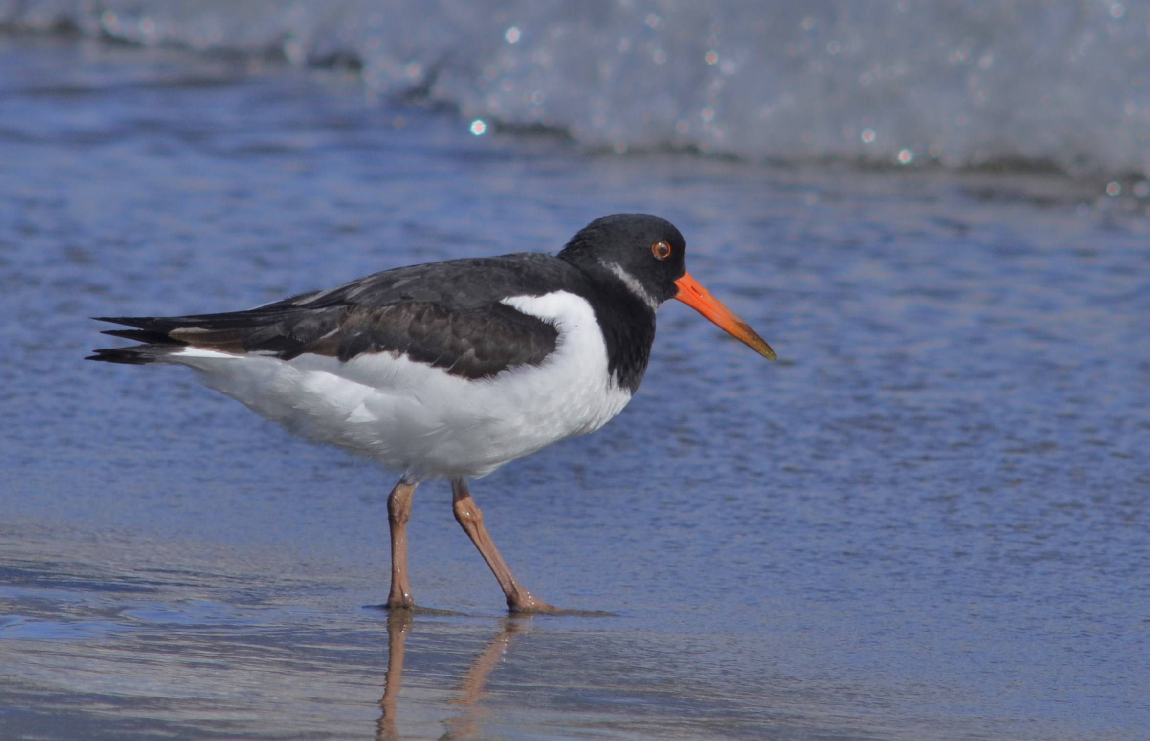 Oystercatcher
