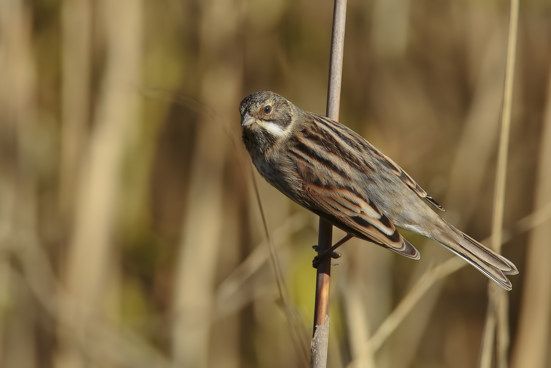 Bunting of rosehip