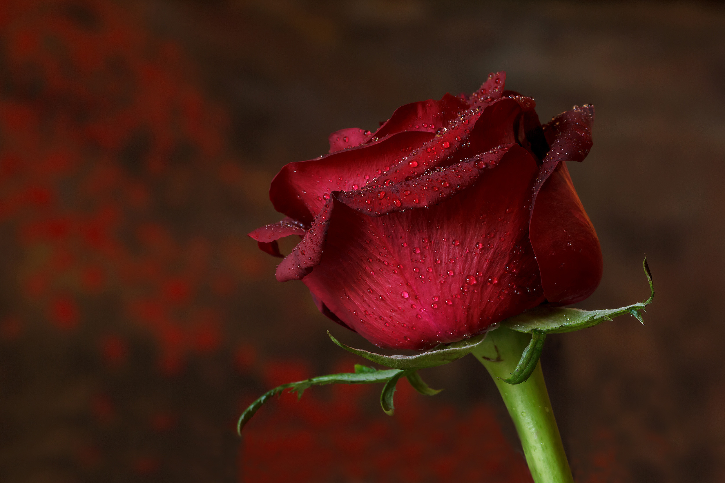 Red Rose ...