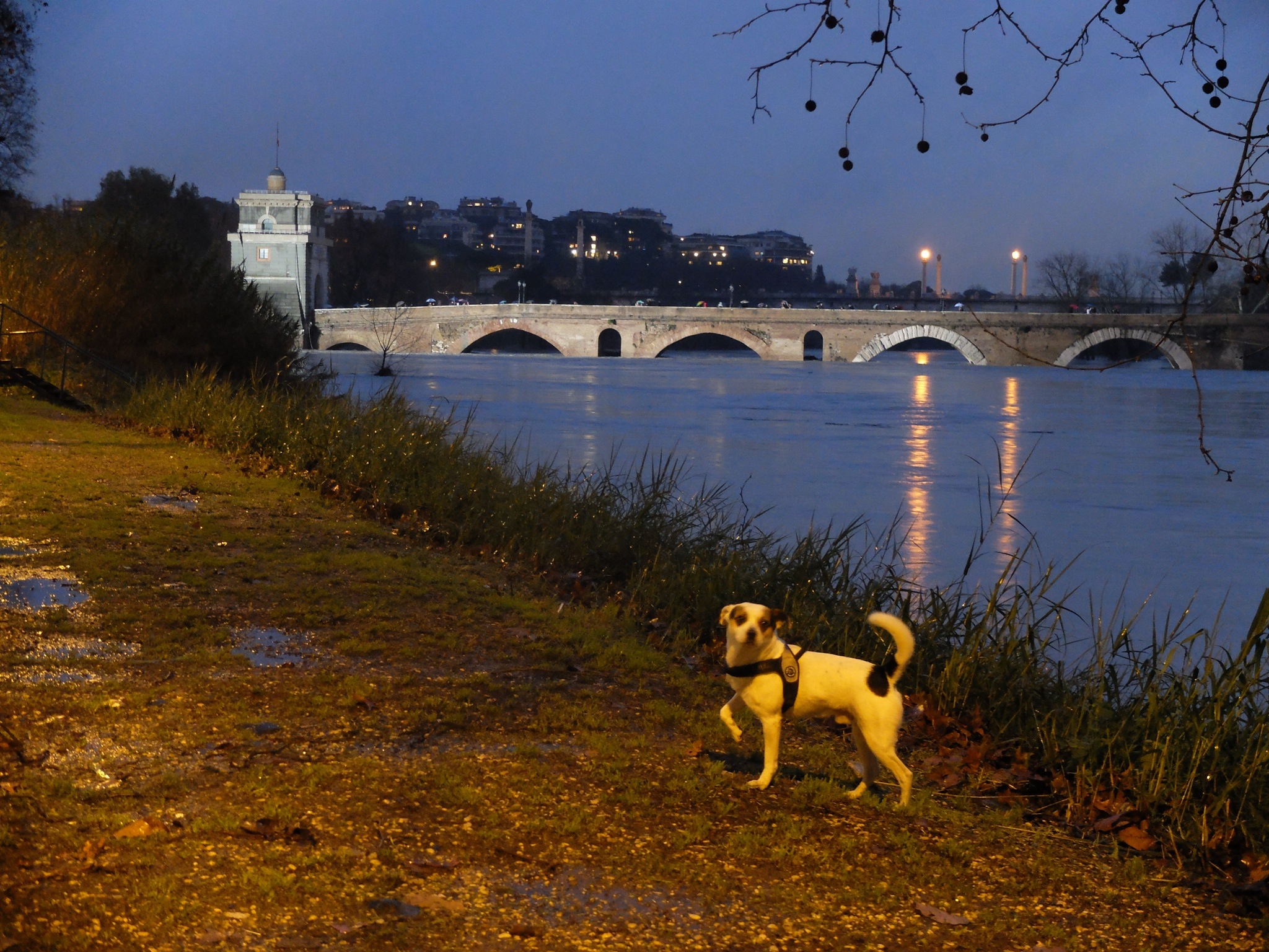 Il cane sul Tevere
