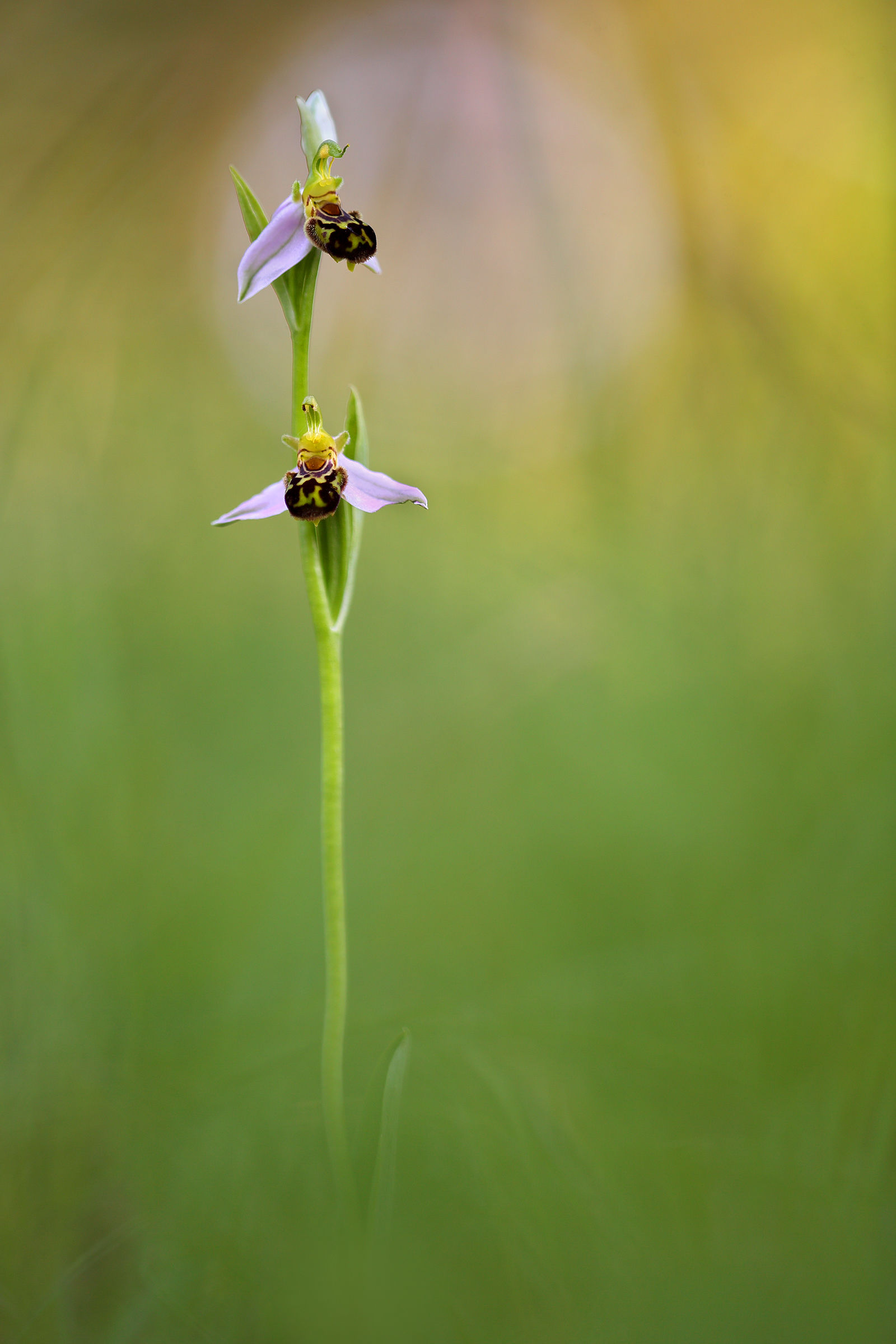 Ophrys apifera