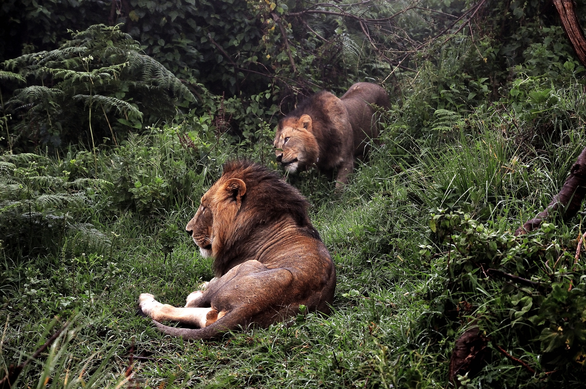 Ngorongoro - Leoni nella foresta