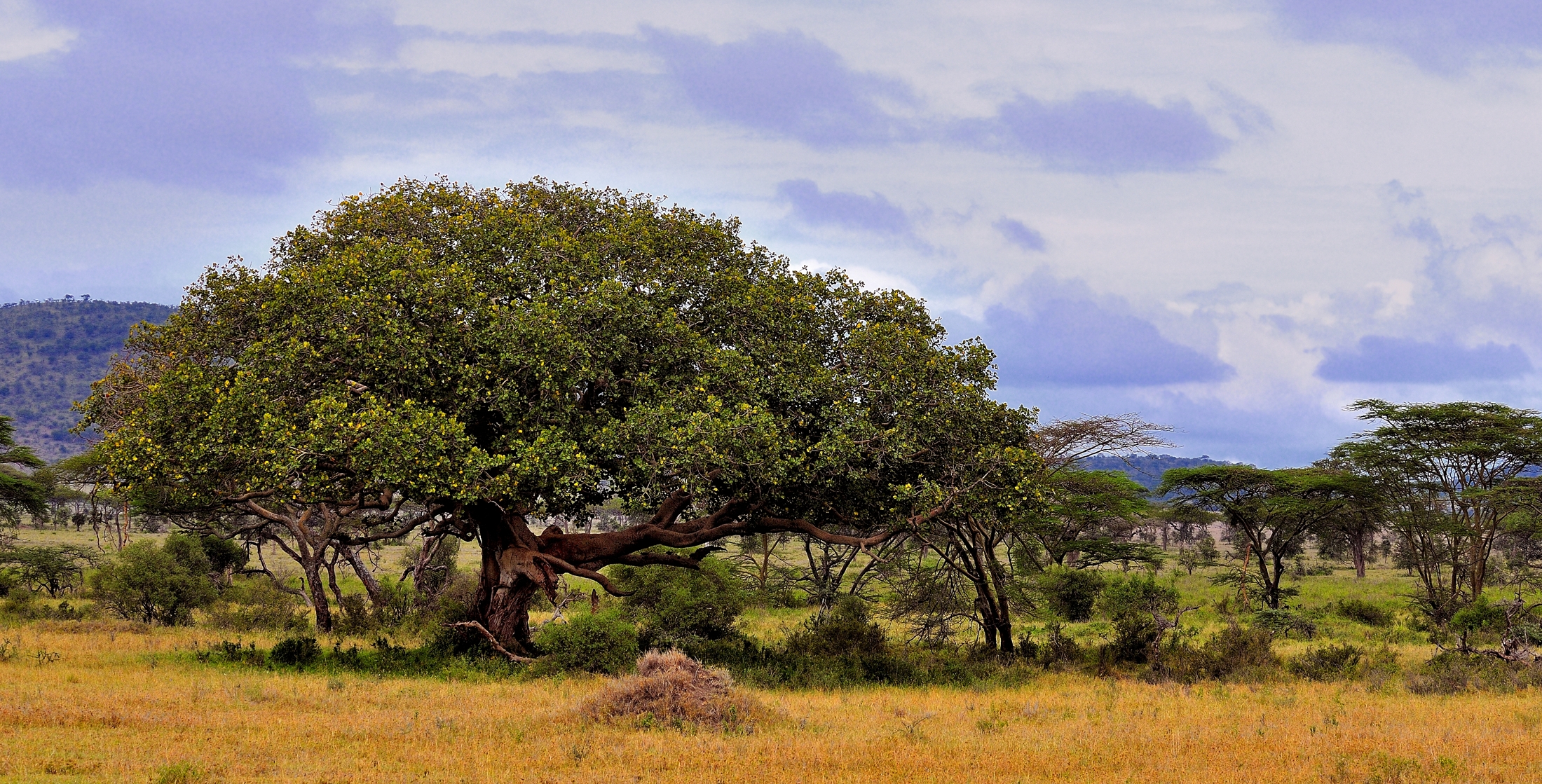 Serengeti - Paesaggio