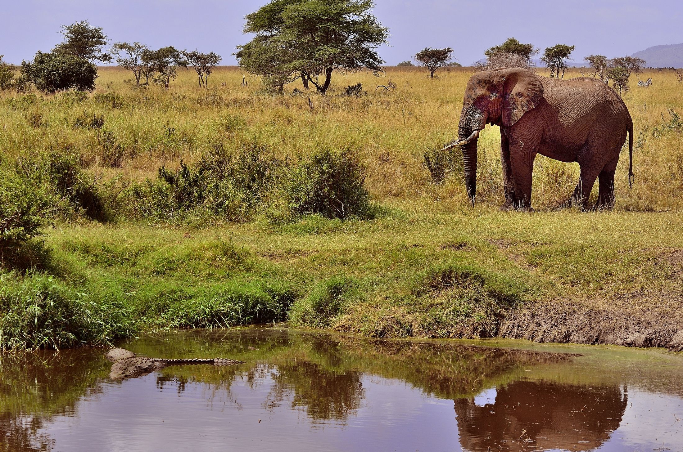 Serengeti - Elefante e coccodrillo