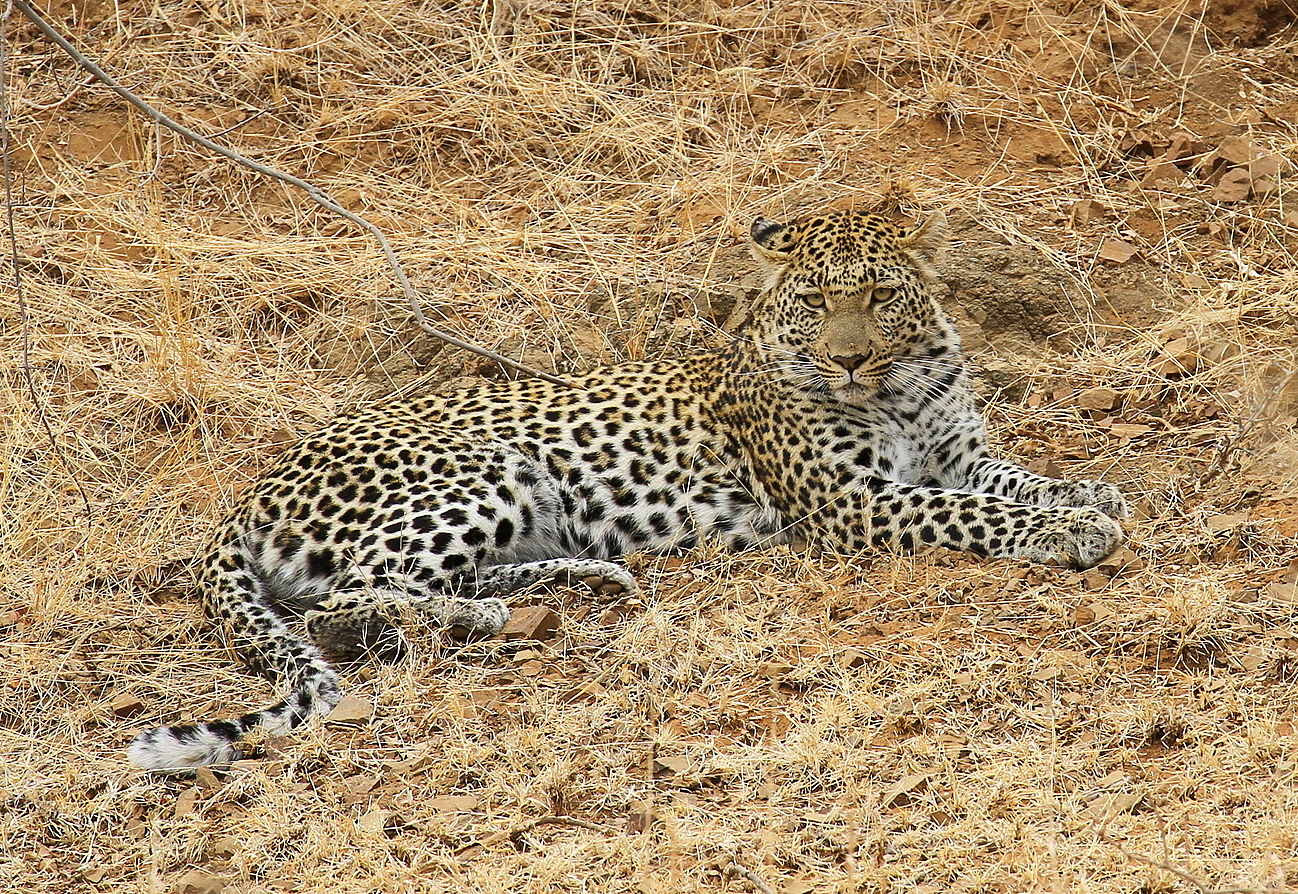 His Majesty 'Leopard