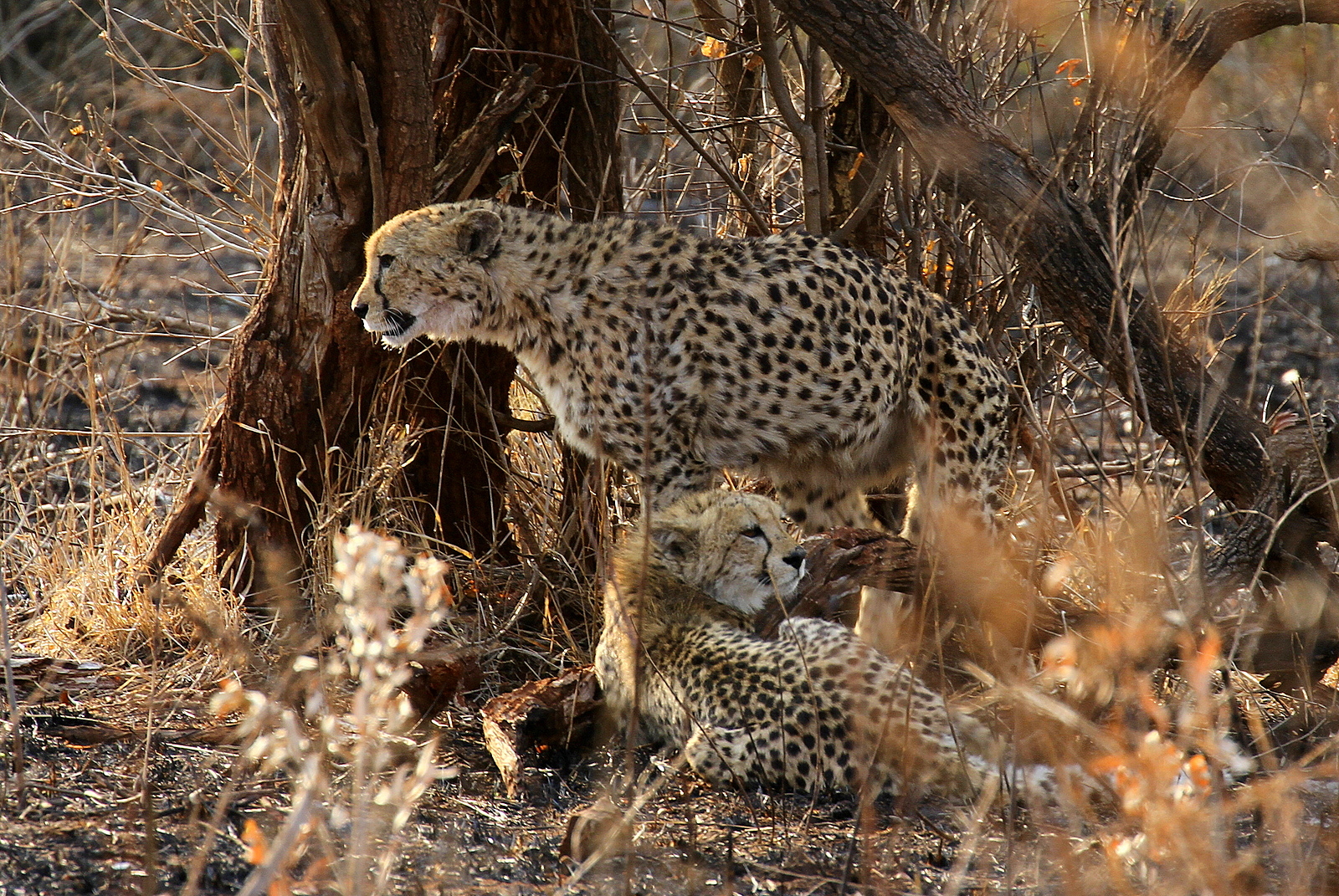 Pair of Cheetahs