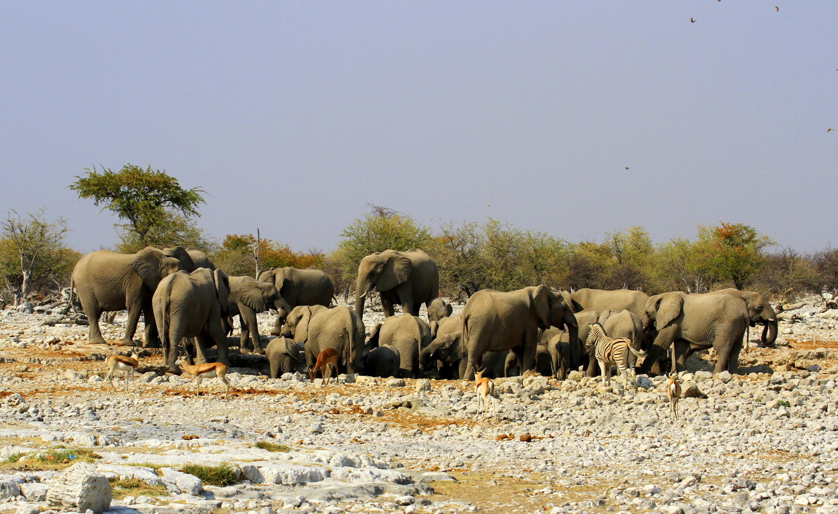 Dominance on the pool