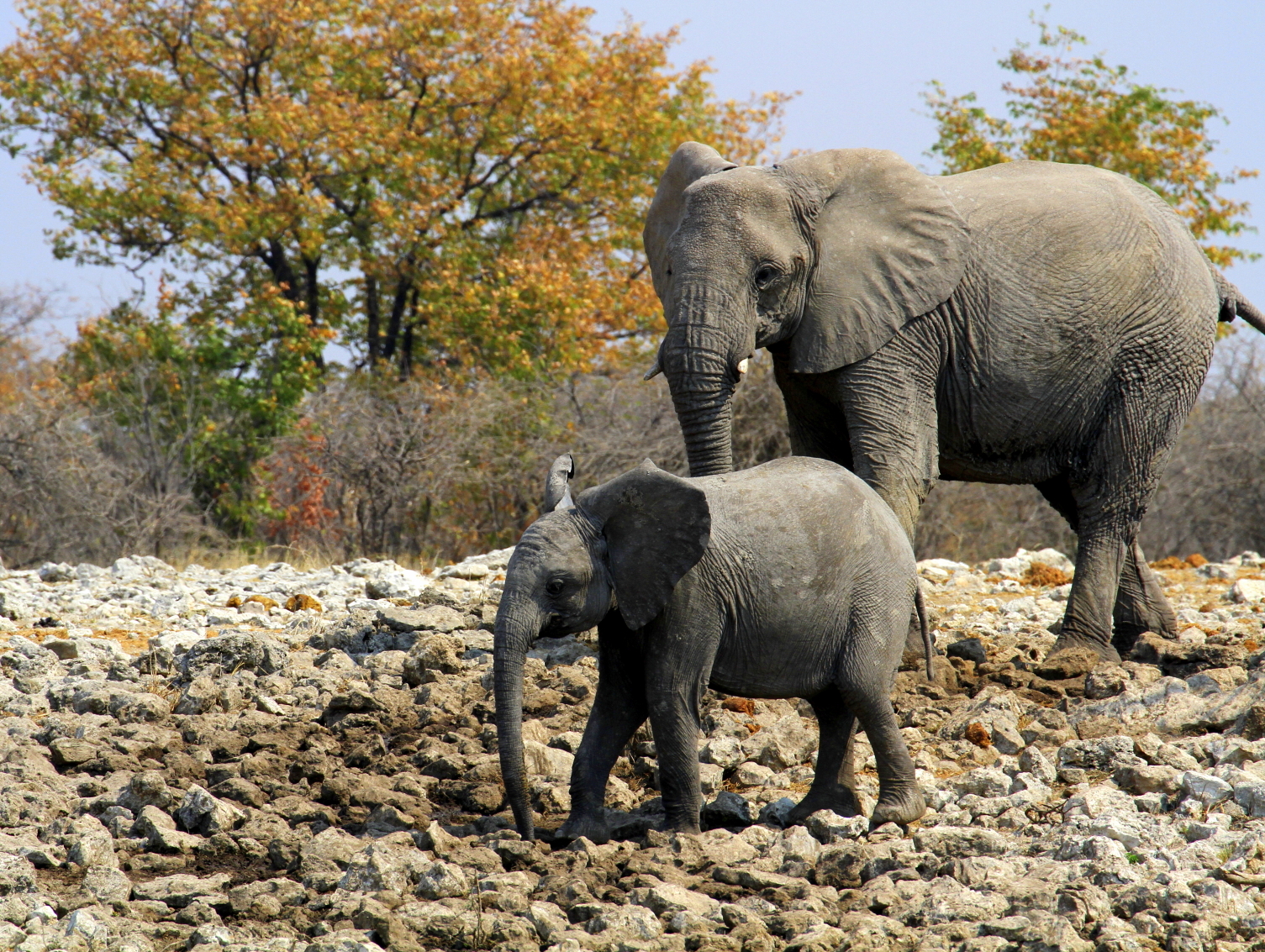 Watch where you put your feet