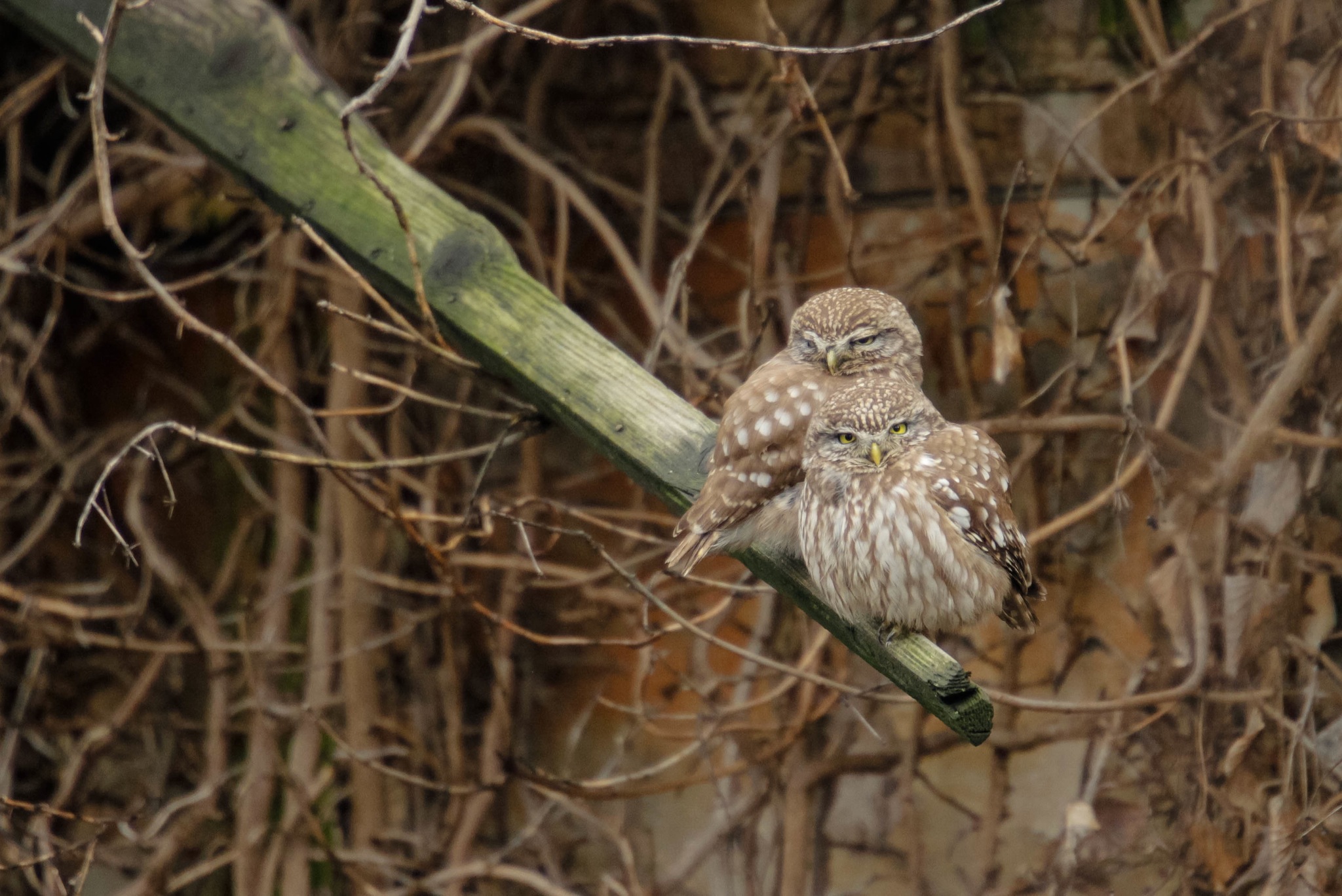 si è formata la coppia