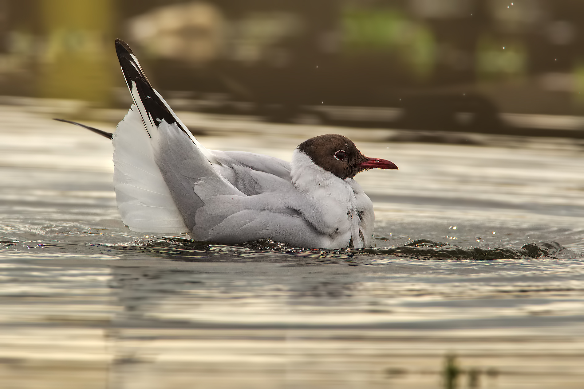 Test Tamron 600mm f/7.1 (Alti Iso 7D)