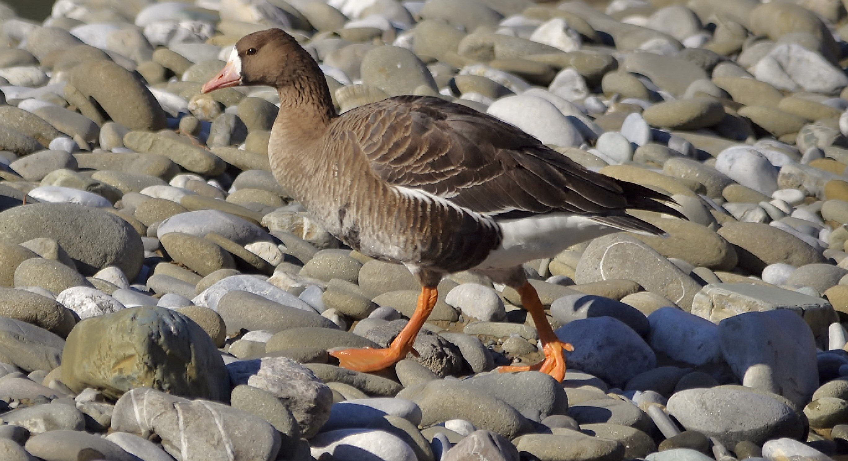White-fronted Goose
